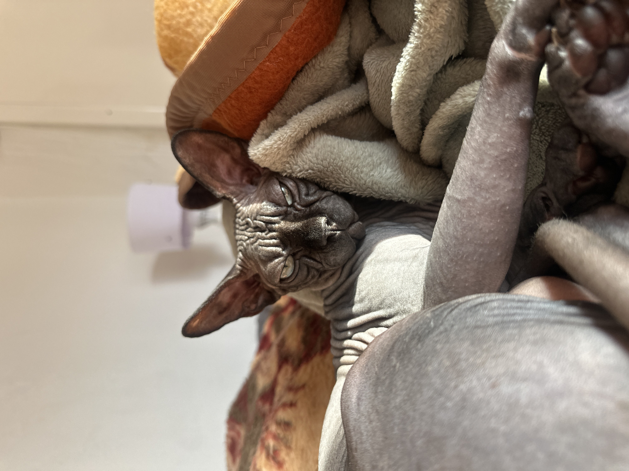 A hairless Sphynx cat is partially obscured by a light grey fleece blanket and a tan/orange blanket. The cat's head is visible, with its eyes half-closed. One of the cat's front legs is raised and in focus. The background consists of a white wall and an indiscernible object attached to the wall, with a patterned beige surface behind the cat's head. The location in the city of Budva, Montenegro is unknown.