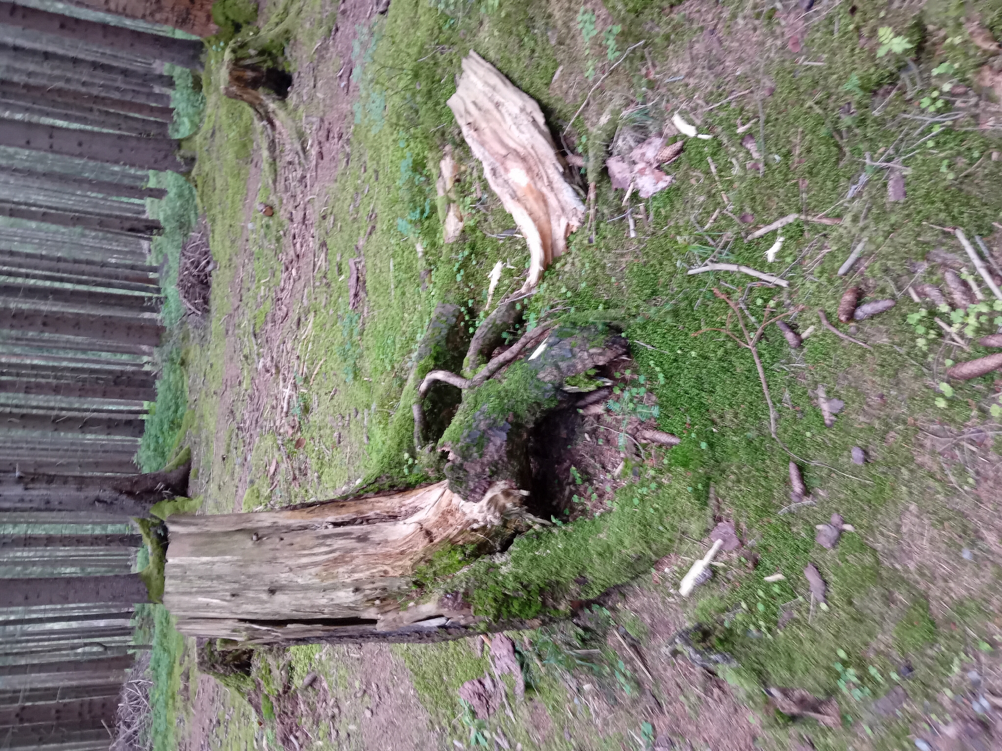The image depicts a forest floor with a prominent, weathered tree stump in the foreground, covered in moss. To the right of the stump, a large, dried piece of wood lies on the ground. The forest is characterized by numerous tall, slender trees with dark bark and a dense canopy, creating a shaded environment. The ground is covered in a thick layer of green moss, interspersed with fallen leaves, pine cones, and small twigs. The overall scene suggests a natural, undisturbed forest setting. The location is identified as the city of Zuberec, Slovakia. There are no people or animals visible in the image, and no actions or interactions are depicted.