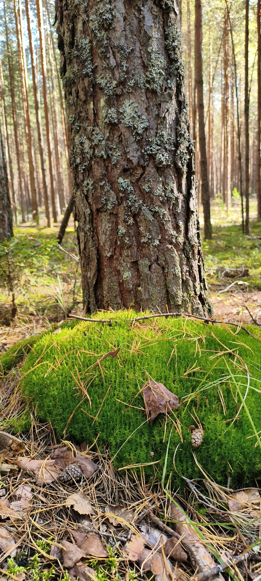 The image is a close-up view of a forest floor in Solnechnyi, Russia. In the foreground, a thick, green mossy mound is prominent, interspersed with fallen pine needles and a few dry leaves. A small brown pinecone rests on the moss. Behind the mossy mound, the textured bark of a large tree trunk is visible, with patches of lichen growing on its surface. The background shows a blurred forest scene with numerous tall, slender pine trees. The lighting suggests it is daytime, with sunlight filtering through the trees. There are no people or animals visible in the image.