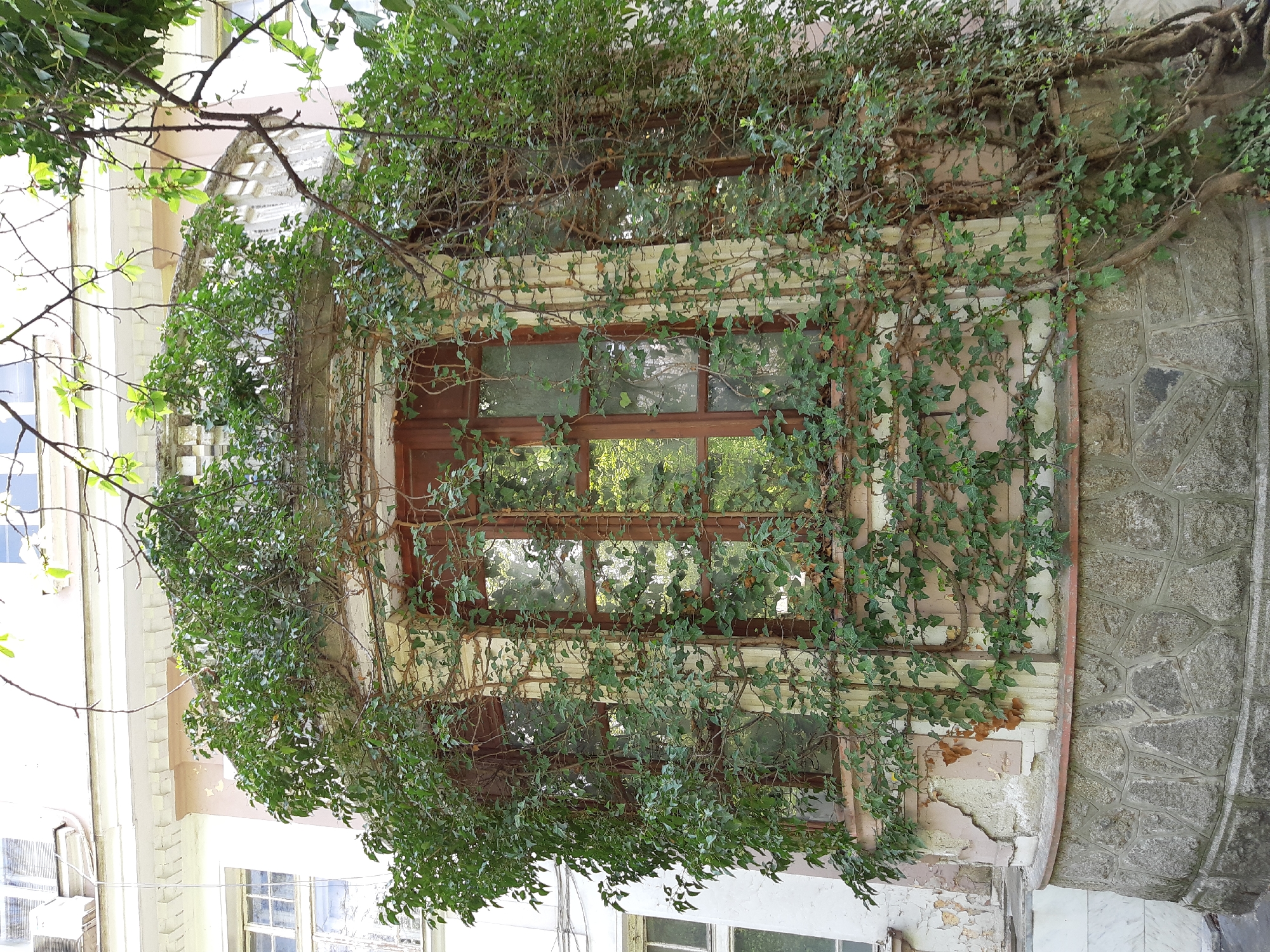 A building in Plovdiv, Bulgaria, features a window heavily overgrown with ivy. The window is brown and divided into panes, and the surrounding facade appears aged and textured, with visible stone and brickwork. The ivy dominates the frame, partially obscuring the architectural details and creating a natural, verdant screen. The building is located in Plovdiv, Bulgaria.