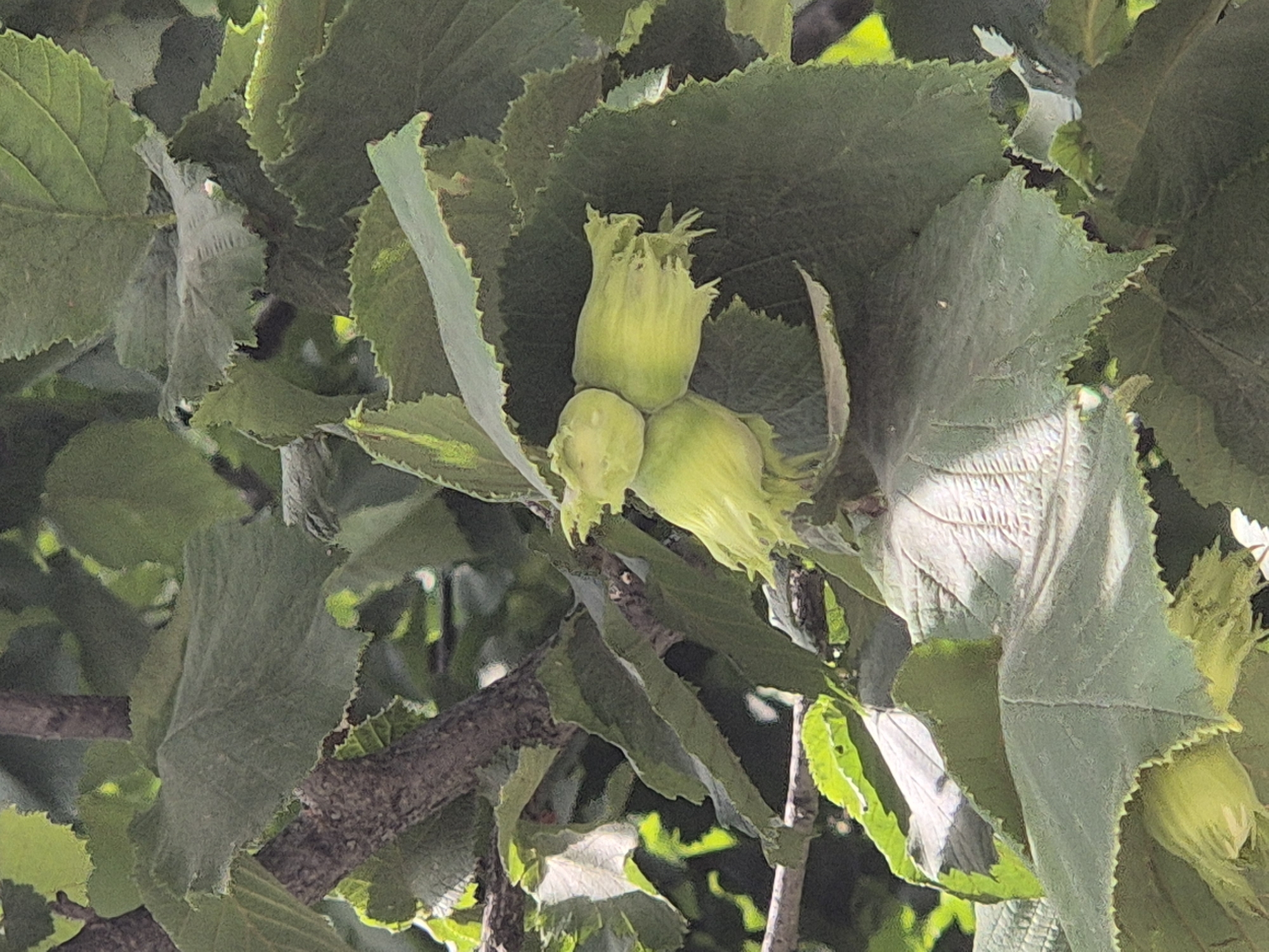 The image shows a cluster of young hazelnuts hanging from a branch amongst dense green foliage. The hazelnuts are light green and appear to be enclosed in leafy husks, with one cluster showing three nuts, two of which are clearly visible and the third partially obscured. The leaves are large, serrated along the edges, and have prominent veins. The overall impression is of a close-up shot of a hazelnut tree in its natural state. The image is taken outdoors, with natural sunlight filtering through the leaves, creating areas of light and shadow. There are no people or man-made objects visible in the scene.