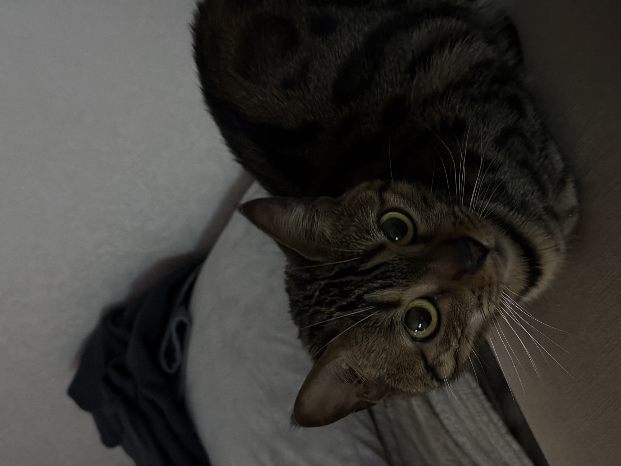 A close-up, slightly rotated, eye-level shot shows a brown tabby cat with green eyes looking up. The cat's head and upper body are visible. The cat is resting on someone's lap, which is covered in light gray fabric. To the left of the lap, there is a dark gray garment. In the background, there is a plain, off-white wall. The image does not contain sufficient information to confirm the location as Noviy, Russia.