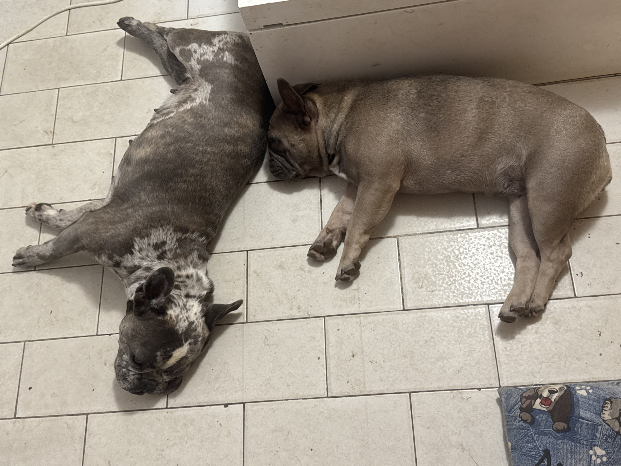 Two French bulldogs are lying on a tiled floor. One dog, with a brindle and white coat, is lying on its back with its head turned to the left. The other dog, a fawn color, is lying on its side with its head resting on the floor, facing right. The dogs appear to be resting. The floor is made of square, light-colored tiles with dark grout lines. To the right of the fawn dog, a white object, possibly a piece of furniture or a wall, is visible. In the lower left corner, a blue dog bed with cartoon characters is partially visible. The scene appears to be indoors.