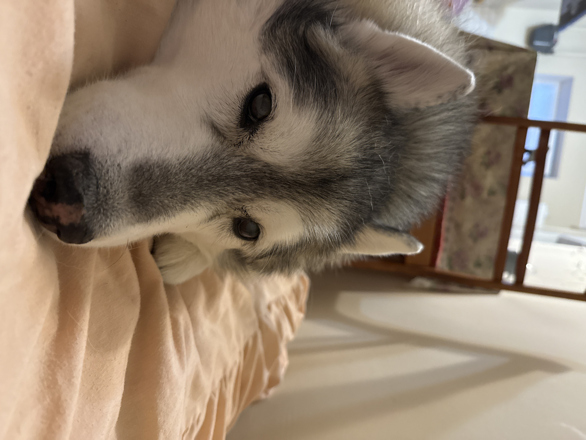 The image shows a close-up of a husky dog lying on a peach-colored blanket. The dog's head is resting on its paws, and its eyes are partially closed, suggesting it might be sleepy. The background is out of focus, but appears to be an indoor setting with a piece of furniture that has a floral pattern. The lighting is soft and warm, creating a cozy atmosphere. The exact location within the city of Unknown is not determinable from the image.