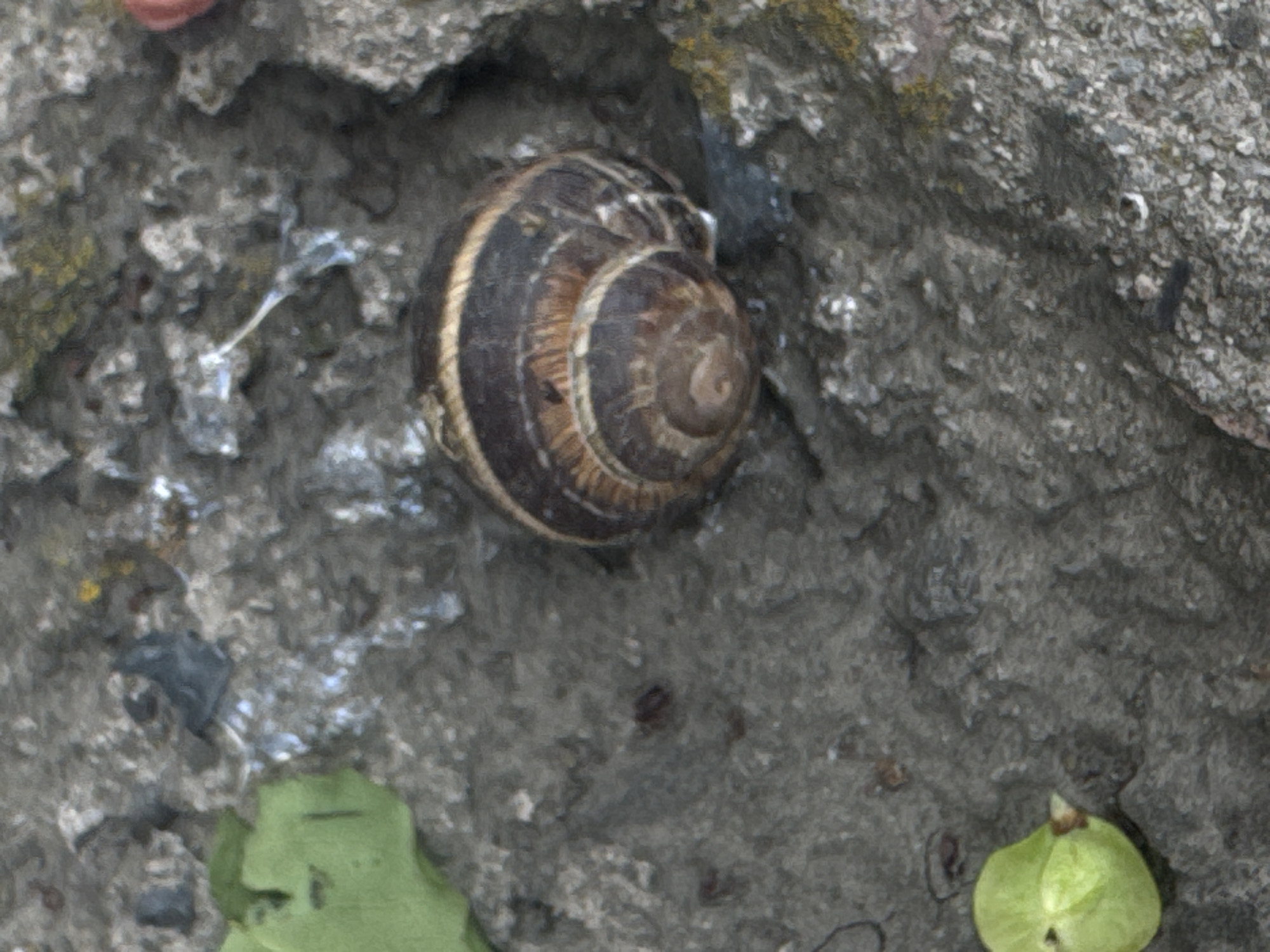 A snail rests upon a rough, grey surface. The shell is brown with light stripes. The surrounding environment includes green leaves and bits of debris. It cannot be confirmed if the location is Yerevan, Armenia.