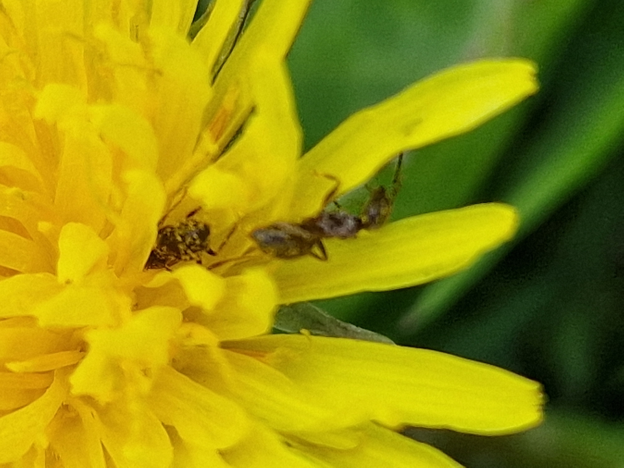 A close-up photograph captures a yellow dandelion flower with an ant crawling across one of its petals. The ant is brown and segmented, with six legs. The background is blurred, showing green foliage. The location is not discernible from the image alone.