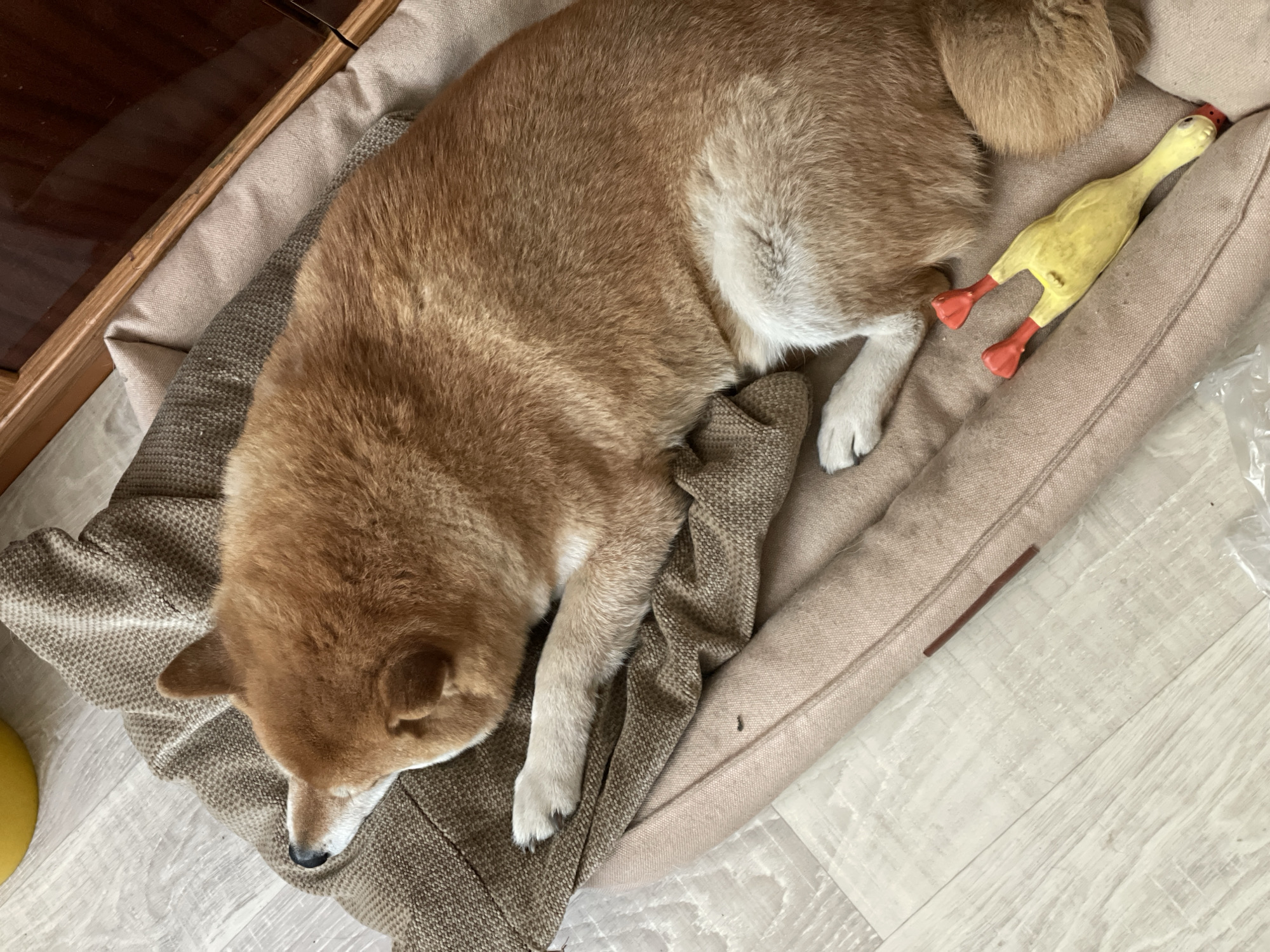 A Shiba Inu dog is sleeping on a dog bed next to a yellow rubber chicken toy. The dog bed is tan with a textured brown fabric in the center. The floor is made of light-colored wood-look planks. Part of a wooden cabinet is visible in the upper left corner of the image. The location is possibly Zheleznogorsk, Russia.
