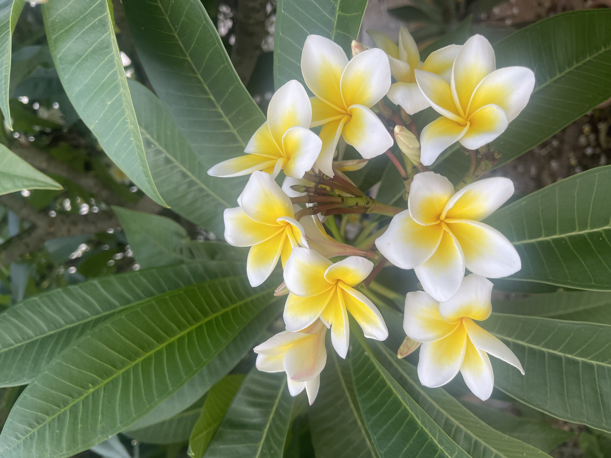 In Netanya, Israel, a cluster of vibrant yellow and white plumeria flowers blooms amidst lush green foliage. The plumeria, also known as frangipani, are arranged in a bouquet-like fashion, with their delicate petals unfurling in the tropical sunlight. The leaves are a deep emerald green, with a waxy sheen that reflects the light, adding to the overall tropical feel of the scene. The background is a soft blur of green and brown, suggesting a natural, uncultivated environment, possibly a garden or a park. The image captures the natural beauty of these exotic flowers, a common sight in the coastal city of Netanya, known for its warm climate and blooming flora.