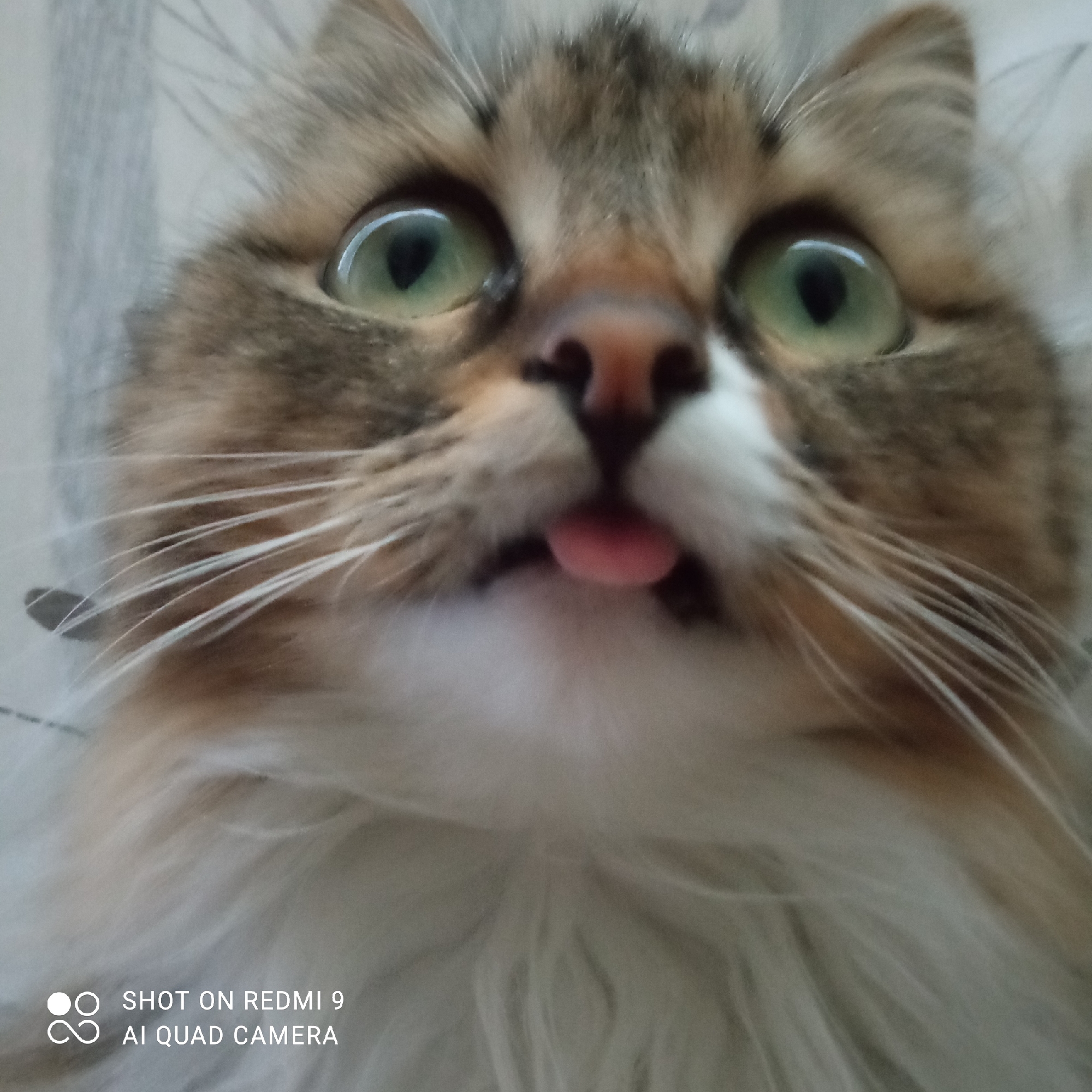 A close-up shot depicts a brown and white long-haired cat with its tongue sticking out. The cat has wide, green eyes. The background appears to be a light-colored wall. The bottom left corner of the image shows the text "SHOT ON REDMI 9 AI QUAD CAMERA". The location is not apparent from the image.