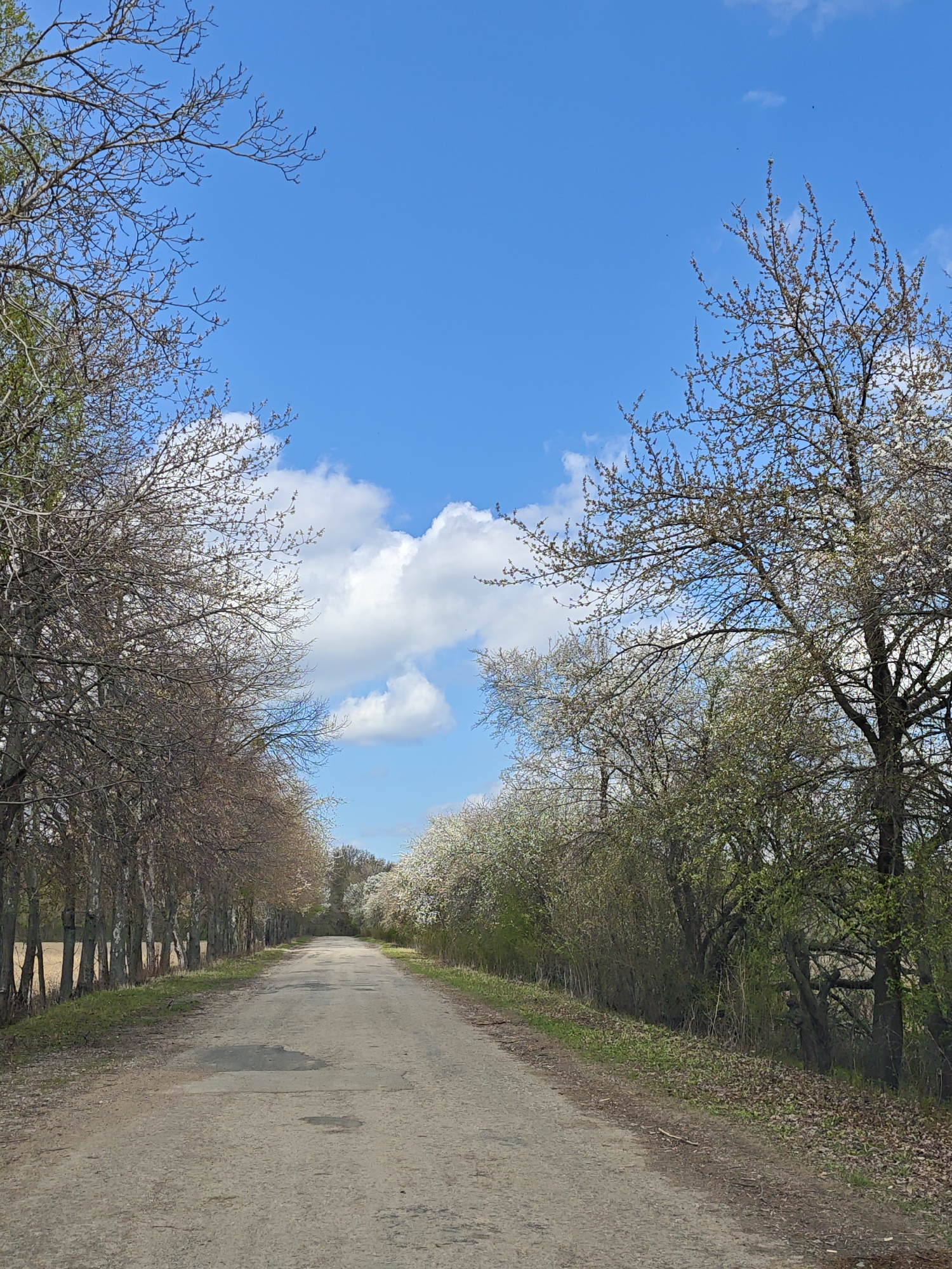 The image depicts a straight, unpaved road extending into the distance, flanked by trees on either side. The trees on the left are predominantly bare, while those on the right exhibit early spring foliage and blossoms. A clear blue sky with scattered white clouds is visible above the trees. The road surface is uneven and dusty, indicating a rural or undeveloped area. The scene suggests a location in a temperate zone during the early spring season. The location Khrinivka, Ukraine is not specified in the original image.