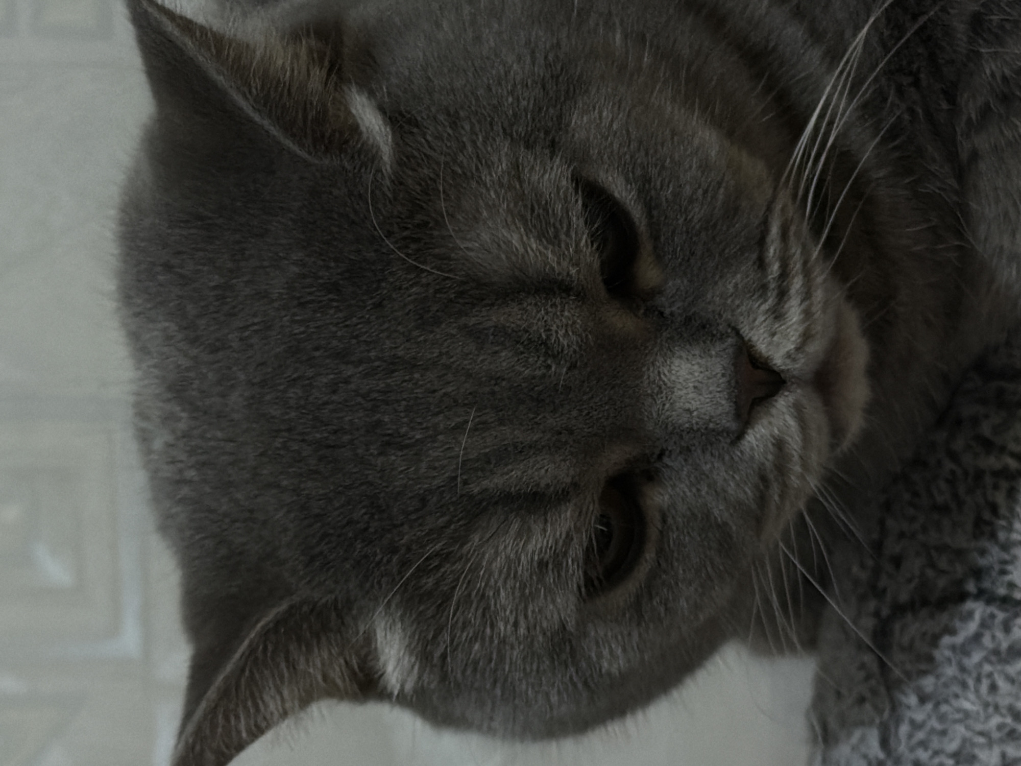 Close-up of a gray tabby cat lying down. The cat's head is the primary subject, angled slightly with its eyes partially closed. The cat's fur is short and dense. Some whiskers are visible near the cat's nose and mouth. In the background is a gray patterned object. The location is Unknown, Unknown.