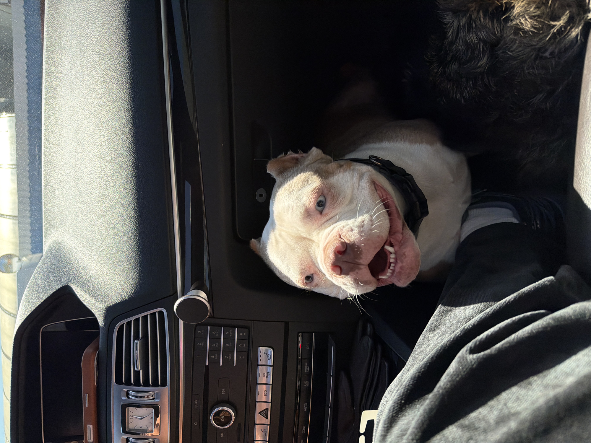 A dog with a white and tan coat is in the passenger seat of a car. The dog has a black collar and is looking at the camera with its mouth open. The car's dashboard is visible, including the radio, air vents, and clock. A grey furry object appears in the upper right-hand corner. Part of a person wearing a black jacket is visible in the lower right-hand corner. The photo is taken from a slightly high angle.