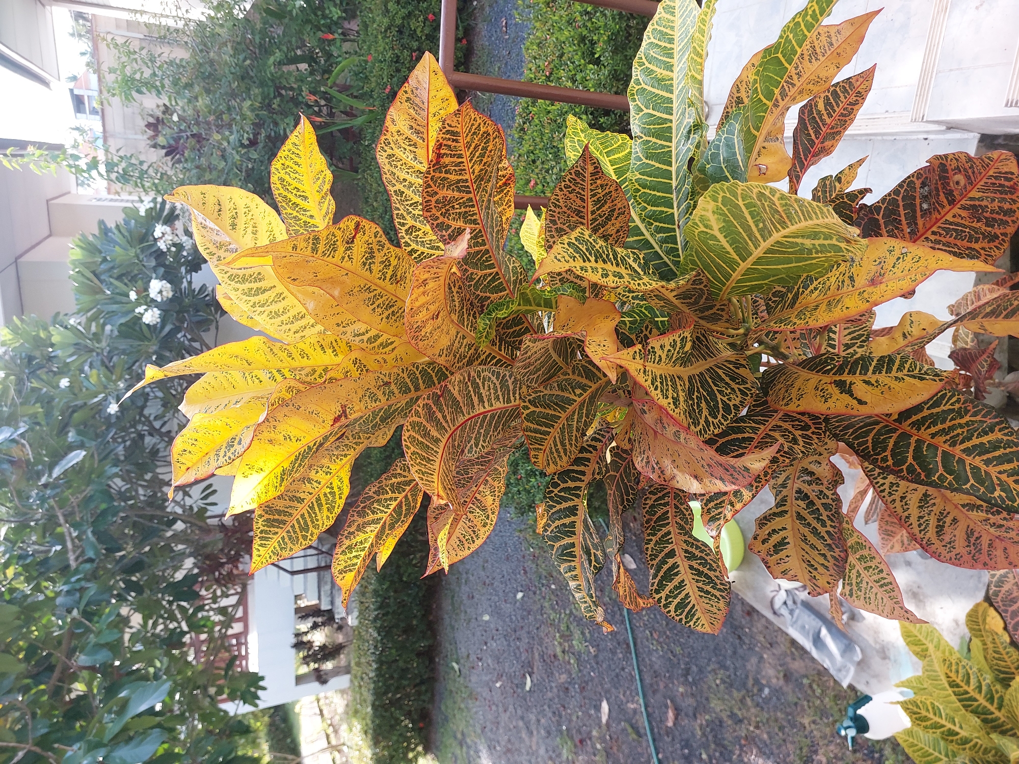 The image depicts a vibrant croton plant with large, variegated leaves in shades of yellow, orange, and green, set against a backdrop of lush greenery and a building. The plant is positioned outdoors, likely in a garden or patio area, as suggested by the gravel path, a railing, and some gardening tools visible in the foreground. The natural lighting indicates it is daytime. The scene is in Baan Mae Nam, Thailand, a location known for its tropical climate which supports such abundant plant life. The overall impression is one of a well-maintained outdoor space in a residential or resort setting.