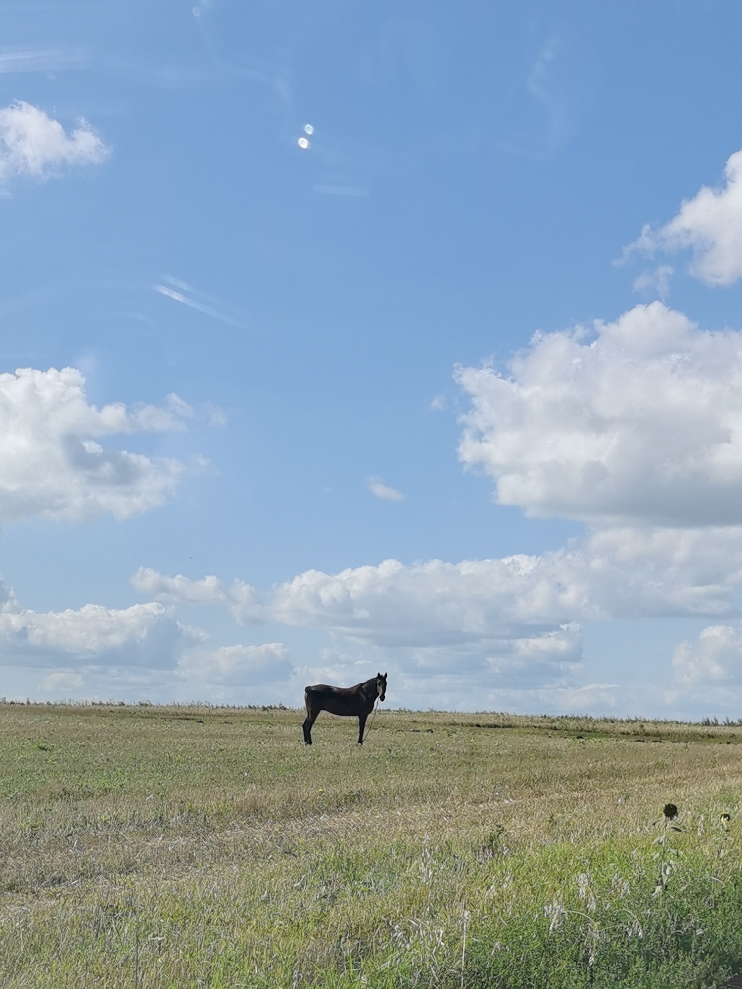 The image depicts a vast, open field under a bright blue sky dotted with white, fluffy clouds. In the middle ground, a solitary dark-colored horse stands in the tall, green and yellow grass. The horse is facing to the right, with its head slightly turned. The horizon line is low, emphasizing the expansive sky. The foreground is filled with more grass and some taller green plants. In the far right background, two small, indistinct figures can be seen in the distance. The scene appears to be a rural or natural landscape. There is no visible indication of the city of Krasnyi Vazan, Russia within the image.