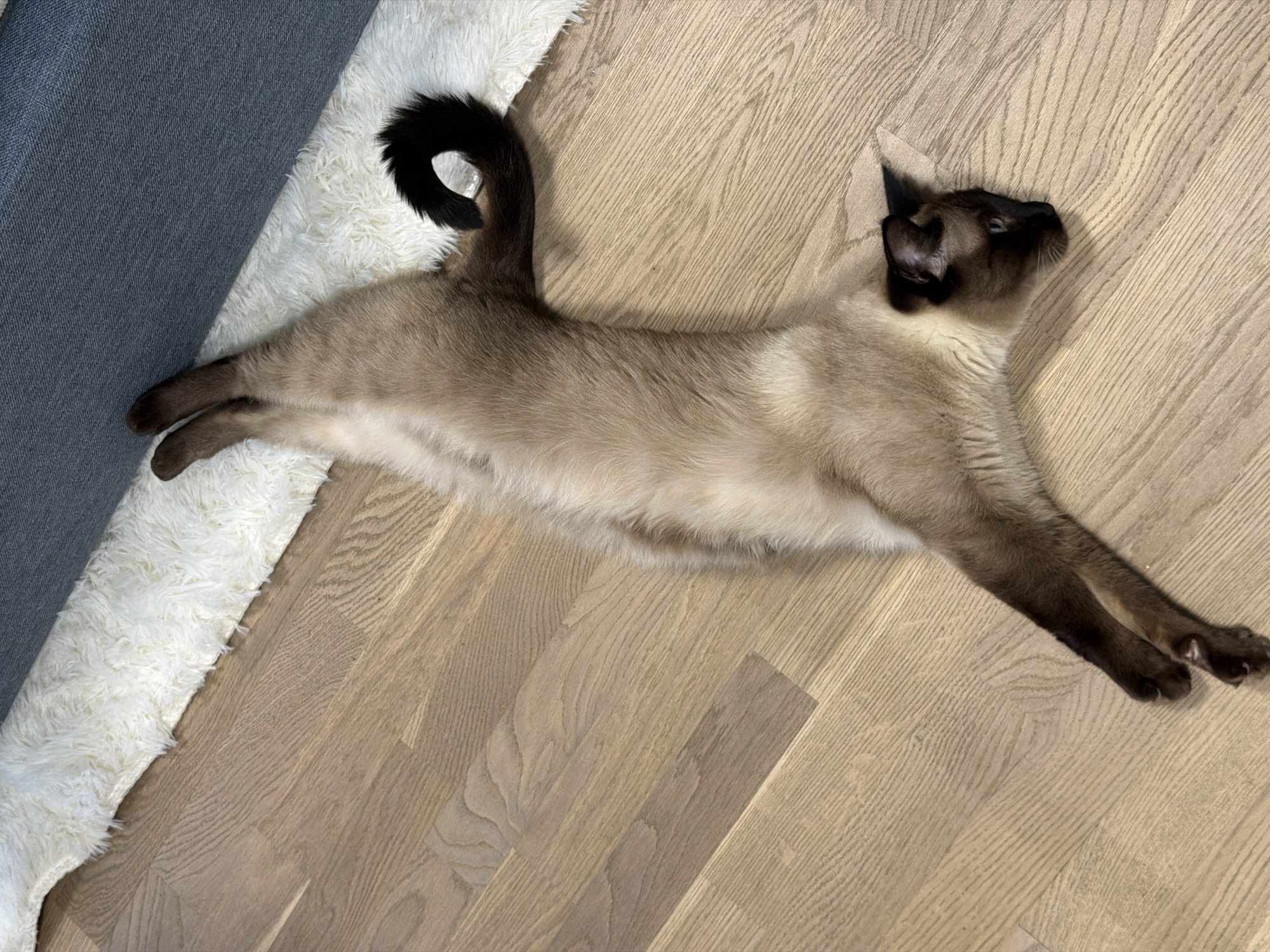 The image depicts an indoor scene, presumably located in Saint Petersburg, Russia. The primary subject is a domestic cat, identified as a Seal Point Siamese or a similar colorpoint breed. The cat exhibits a cream-to-tan body with distinct dark brown or black coloration on its face, ears, paws, and tail. It is lying on its back, fully stretched horizontally on a light-colored wooden floor. Its forepaws are extended towards the lower left, and its hind paws are directed towards the upper center. The cat's head is turned towards the right side of the frame. Its tail is curled into an open loop near its hindquarters. The wooden floor consists of light-toned planks arranged in a diagonal pattern, displaying fine wood grain. A white, long-pile, shaggy rug borders the floor along the right side and top edge of the frame, partially beneath the cat's posterior. Adjacent to and behind the rug, a fragment of dark gray upholstered furniture, characterized by a woven fabric texture, is visible. No human subjects are present in the scene.