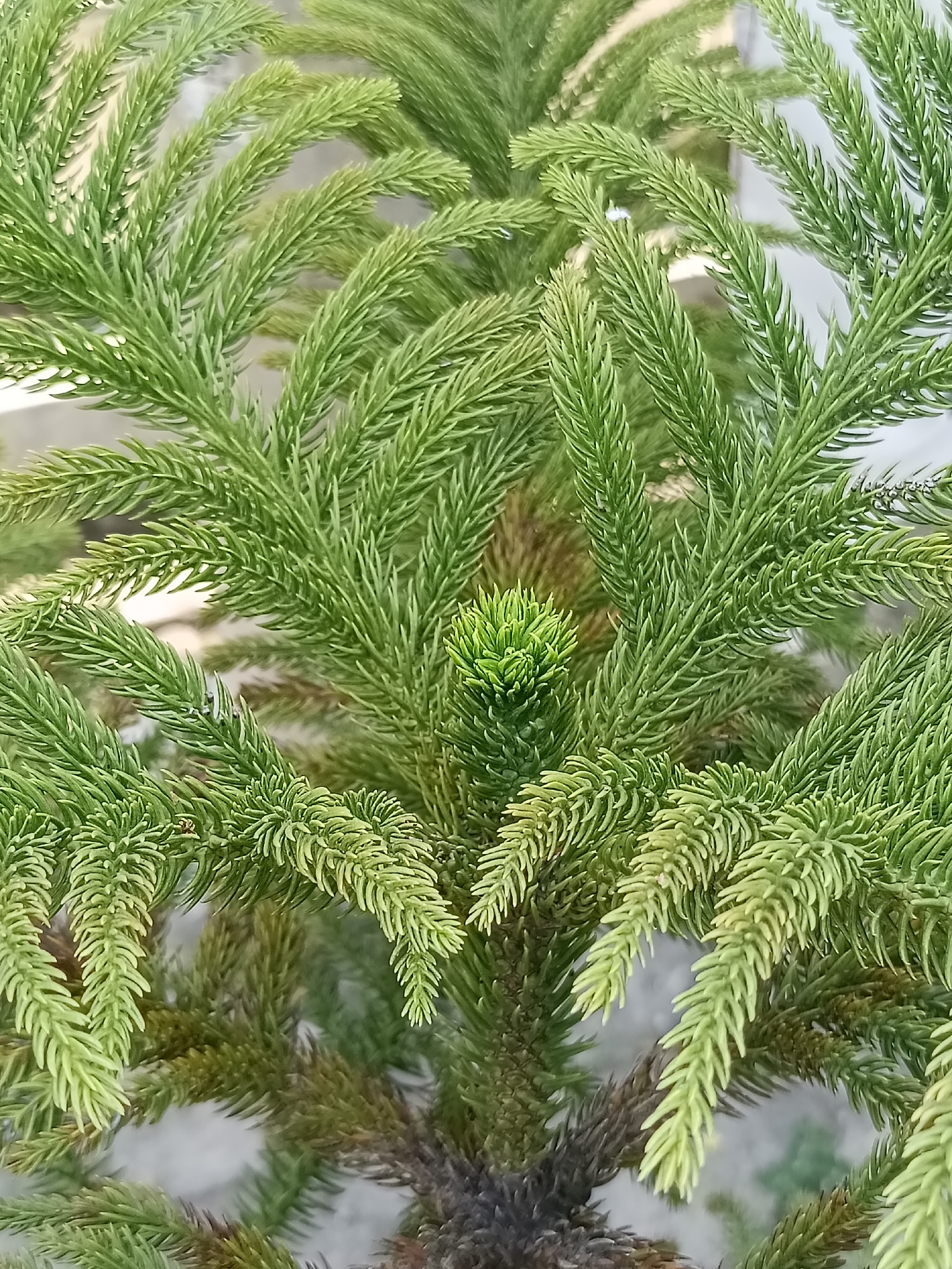 The image is a close-up, vertical shot of the dense, green foliage of a Norfolk Island pine tree. The branches are layered and fan out, with individual needles appearing sharp and scale-like. The lighting suggests it is daytime, and the background is softly blurred, indicating a shallow depth of field. The color palette is dominated by various shades of green, with some darker, almost brown tones visible on the older parts of the branches towards the bottom of the frame. A small, bright green new growth cluster is visible in the center of the image. The image depicts a section of a plant and provides no information about the city of Kediri, Indonesia, or any other specific location. There are no people, actions, or interactions depicted.
