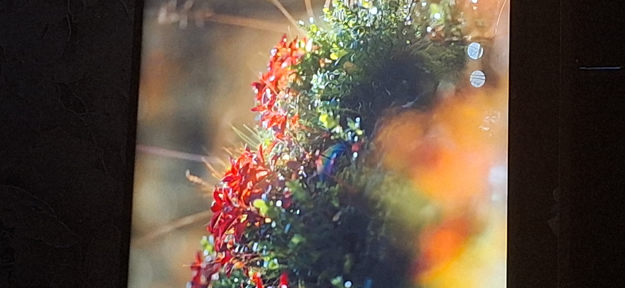 The image shows a close-up view of red and green foliage with water droplets, possibly dew or rain, on the leaves. The background is blurred and appears to be an outdoor scene with warm, out-of-focus colors suggesting autumn or a sunny day. There is a faint rainbow-like reflection visible on some of the foliage. The image is taken from a slightly low angle, looking up at the plants. There is no indication of any specific location within Bila Tserkva, Ukraine, or any people or actions.