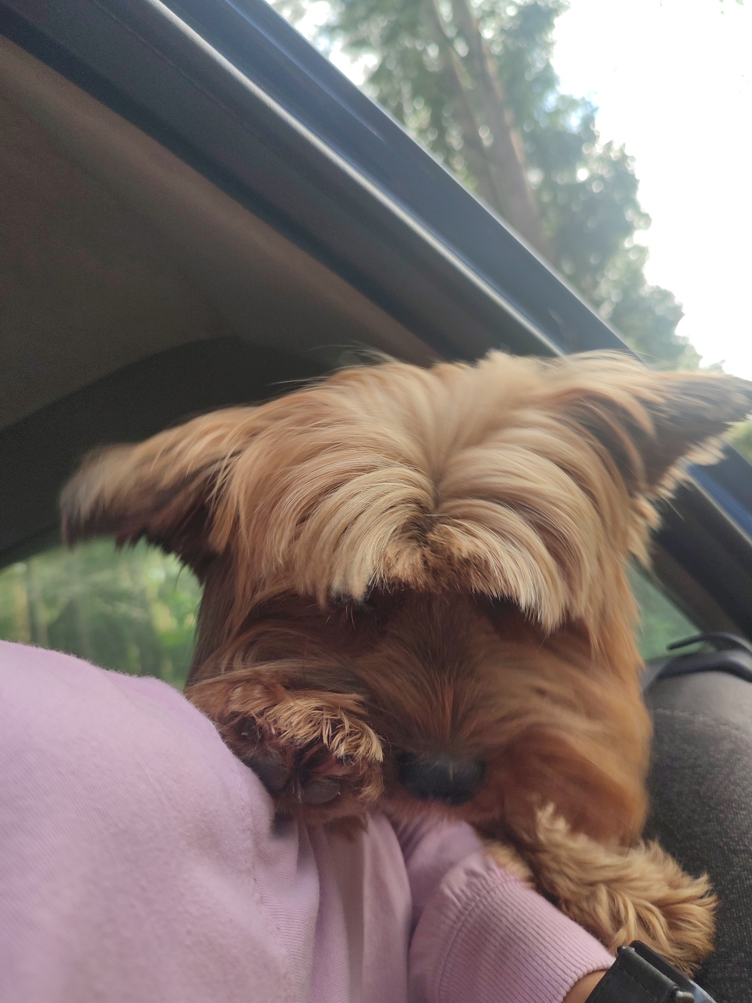 A small, tan dog with its face obscured by its fur is resting its paw on a pink garment inside a vehicle. The interior of the car is visible, with a dark-colored headliner and window frame. Through the window, blurred green foliage and trees suggest an outdoor, possibly natural environment. The image is taken from a close-up perspective, focusing on the dog and the pink garment. The lighting indicates it is daytime. The specific location of Варнянскі сельскі Савет, Belarus is not discernible from the visual information provided in the image.