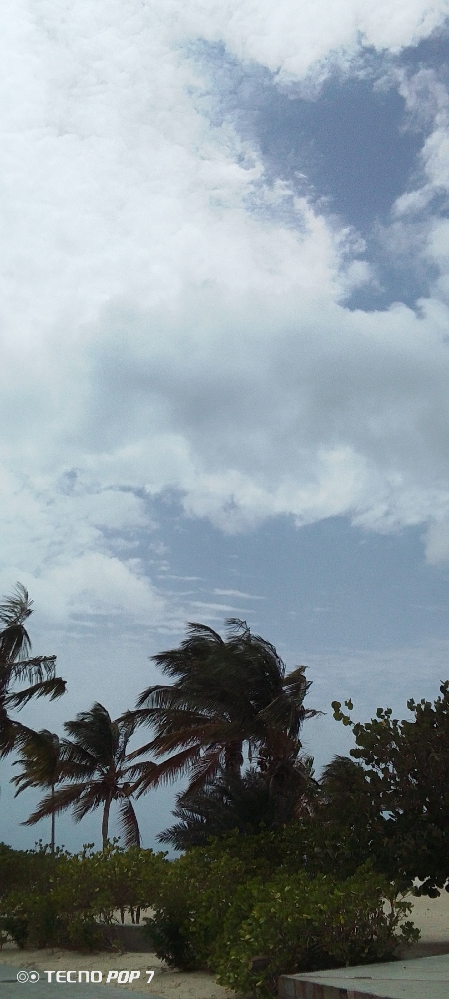 This is an outdoor shot taken in Pedro González, Venezuela. The photo shows a partly cloudy sky, with predominantly white clouds and patches of blue. In the lower portion of the image, there are several trees including what appear to be palm trees. They are swaying in what seems to be a moderate wind. There are also green shrubs and other foliage visible, suggesting a beach or coastal setting. The bottom left corner of the image features the branding "TECNO POP 7".