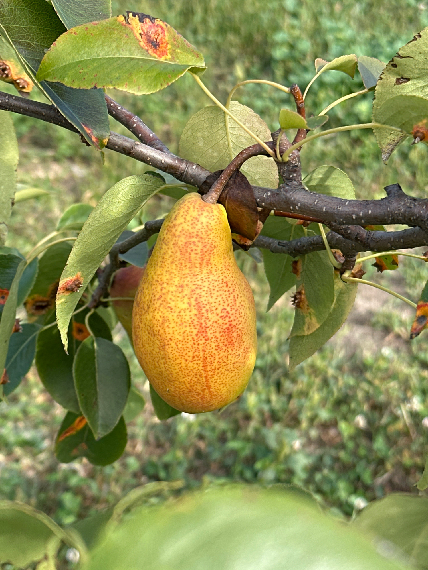 The image shows a close-up of a ripe pear hanging from a tree branch. The pear is yellow with red speckles and has a slightly elongated shape. Several green leaves surround the pear, some showing signs of browning and damage on the edges. The tree branch is dark brown and rough. In the background, out-of-focus green foliage and the ground are visible, suggesting an outdoor setting in a natural environment. The image appears to have been taken during daylight. The specific location of Пінкавіцкі сельскі Савет, Belarus is not visually discernible from the image itself.