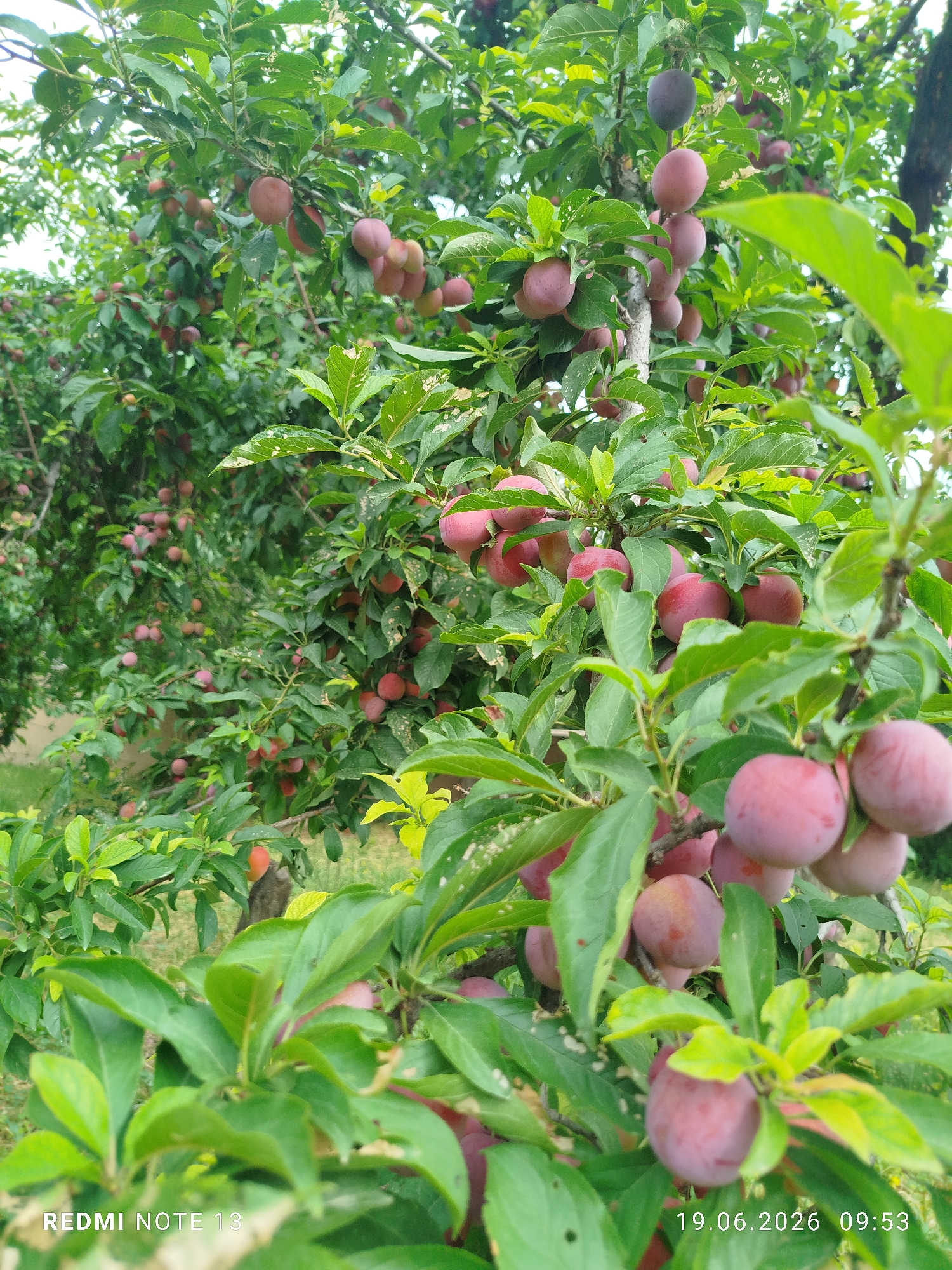 This is a close-up, eye-level shot of a plum tree laden with ripe plums, taken outdoors in natural daylight. The plums are a deep red-purple color and are clustered on branches amidst green leaves. Some leaves show signs of damage, with small holes. The background is filled with more plum tree branches and foliage, suggesting a dense orchard or garden. The timestamp "19.06.2026 09:53" and "REDMI NOTE 13" are visible in the bottom right and left corners of the image, respectively. The scene is likely a rural or suburban setting, given the abundance of fruit-bearing trees and the presence of what appears to be a wooden fence or tree trunk in the background. There are no people or animals visible in the image.