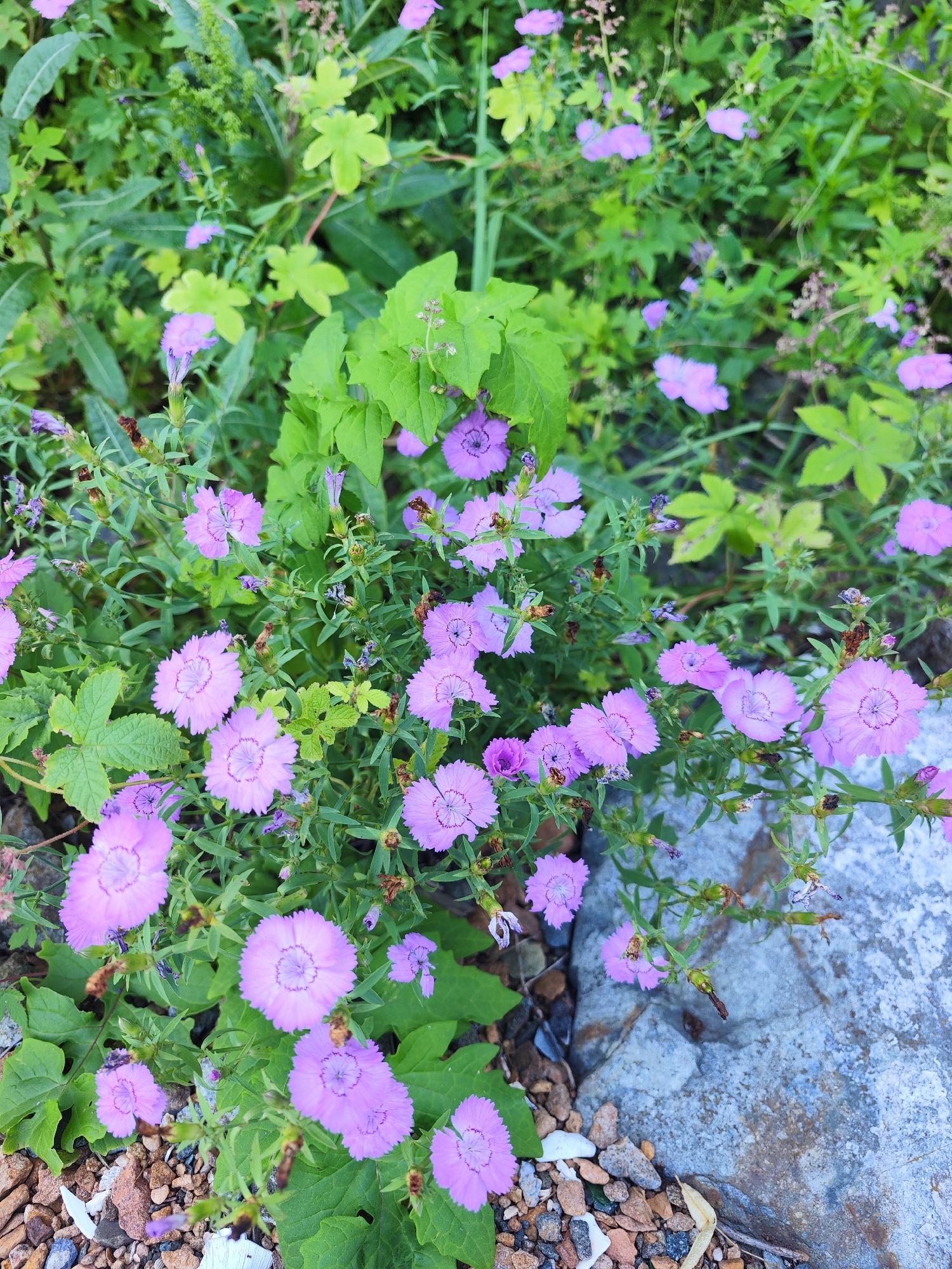 This image captures a close-up view of wild pink dianthus flowers growing amongst lush green foliage and a rocky, uneven ground surface. The flowers are small, with delicate, fringed petals and a darker center. Several are in bloom, while others appear to be buds or have started to wilt. The surrounding greenery is varied, with some leaves larger and lobed, and others smaller and needle-like. The ground is composed of small stones, pebbles, and some larger, light-colored rocks, suggesting an uncultivated area. The scene is brightly lit, likely by natural sunlight, casting subtle shadows. The overall impression is one of natural growth in an outdoor environment. The specific location of Vladivostok, Russia, is not visually evident from the image itself; it depicts a generic natural setting.