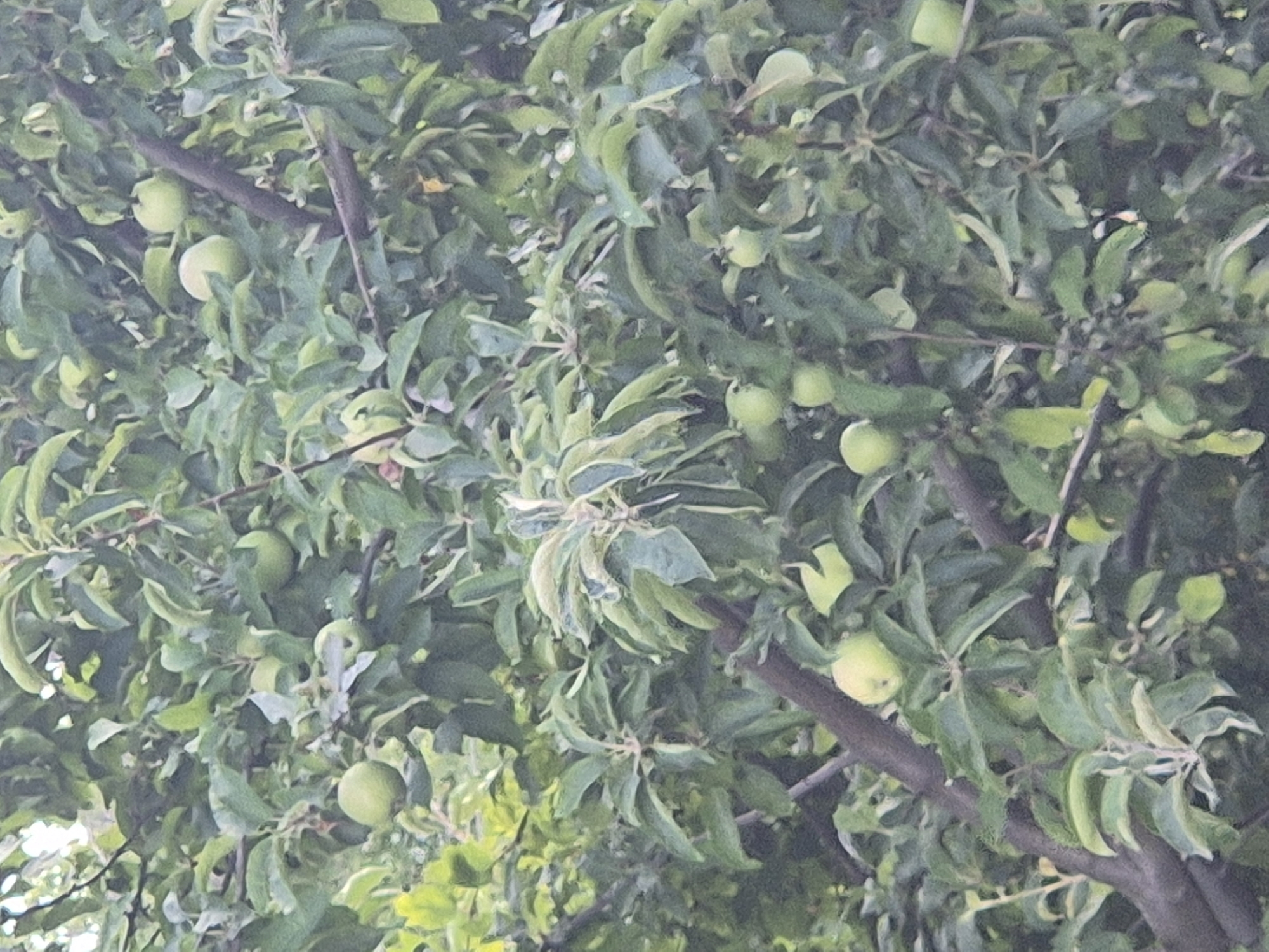 The image depicts an apple tree laden with green apples, set against a backdrop of dense foliage. The scene is captured outdoors, with the dappled sunlight suggesting an overcast or partially shaded environment. The branches of the tree are visible, some thick and dark, others thinner and lighter. The apples are scattered throughout the branches, varying in size and visibility due to the leaves. The overall impression is one of a natural setting, likely a garden or orchard, within the city of Sozonivka, Ukraine. No people or animals are present in the image. The focus is solely on the fruit-bearing tree.