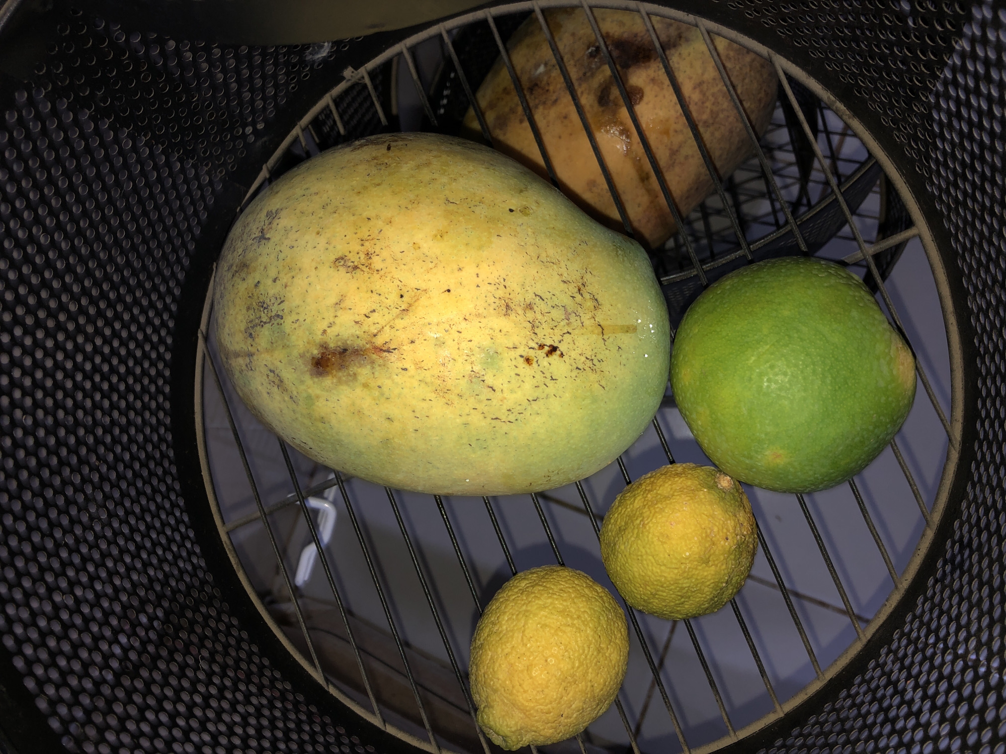 In the city of Bar Jirgi Summa, Nigeria, an image captured inside a black mesh container shows a collection of fruits arranged on a metal grate. The primary subject is a large, oblong mango, predominantly yellow with green undertones and scattered brown blemishes. Beside it, partially obscured by the grate, lies another mango, exhibiting a more uniformly brownish-orange hue. To the left of the large mango are three smaller, round citrus fruits. Two of these are yellow and appear to be lemons, characterized by their textured rinds. The third citrus fruit, situated at the bottom of the frame, is green and round, resembling a lime. The lighting in the scene is dim, casting shadows and highlighting the textures of the fruits and the mesh container.