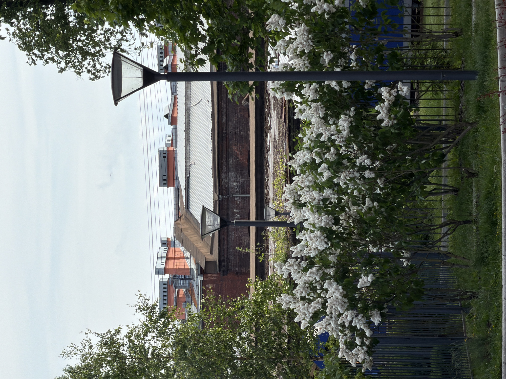 The image, set in the city of Saint Petersburg, Russia, displays an urban landscape combining natural elements with industrial structures under an overcast sky.
In the foreground, a low concrete curb borders a strip of green grass, which includes scattered reddish plant stems. Immediately behind the grass, a dense row of white-flowering lilac bushes in full bloom extends across the frame. These bushes partially obscure a dark, vertical-bar metal fence positioned horizontally across the lower-middle section.
Behind the fence, a slightly elevated concrete or asphalt platform, overgrown with sparse vegetation, runs parallel. An indistinct figure appears to be lying or crouching on this platform towards the right side. Beyond the platform, a weathered dark red brick wall of a building is visible.
Two prominent dark-colored streetlights, featuring conical lamp heads, are present: one larger on the right and a smaller one to its left, further back. A third, even smaller streetlight is discernable deeper in the background. Green trees frame the scene; a birch tree with lighter bark occupies the left, and a denser, darker-leafed tree stands on the right, partially obscuring the rightmost streetlight.
The background features a complex of industrial or warehouse buildings. A wide, corrugated silver-gray metal roof is prominent in the center-left. Above and behind this, sections of darker, possibly tarred, flat roofs with distinct sloped edges are visible, along with red-tiled or painted terracotta-colored roof sections. Multiple gray ventilation units or chimneys protrude from these rooftops. Several horizontal power lines or communication cables traverse the upper-middle section of the image. A faint blue structure, possibly a train car or container, is partially visible through the fence and foliage in the far right midground.
The sky is a uniform, light, overcast gray-white. A small, dark bird is captured in flight in the upper-left quadrant of the sky.