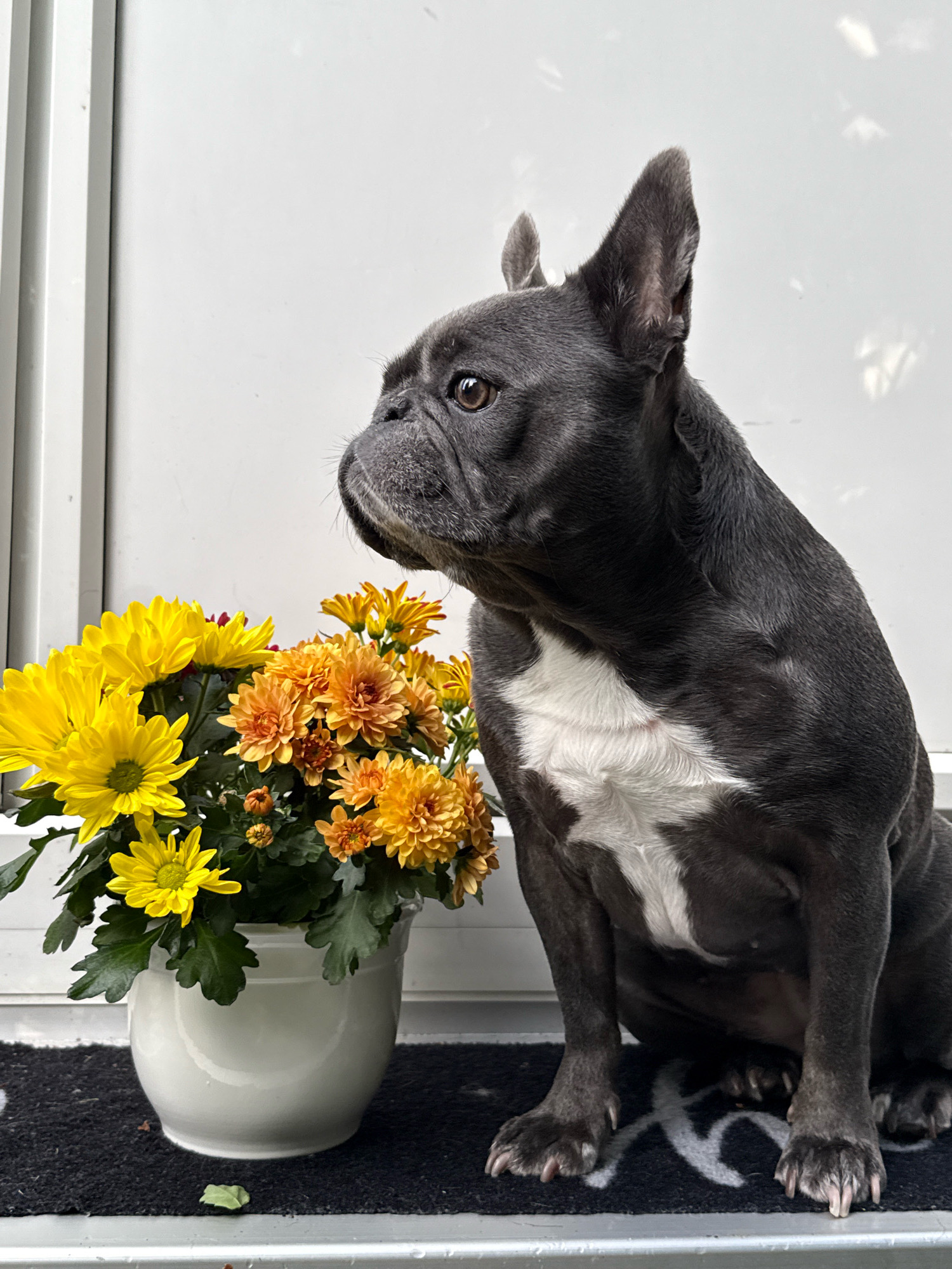 A gray French bulldog sits to the right of a white pot filled with yellow and orange chrysanthemums. The dog is facing left, with its head turned to look towards the flowers. The background is a white wall with vertical lines and dappled light. The scene appears to be set outdoors, possibly on a porch or patio. The composition is eye-level, with the dog and flowers taking up the majority of the frame. The lighting is natural, with the sun casting shadows on the white wall. There are no people visible in the image. The location is identified as Bad Sachsa, Germany.