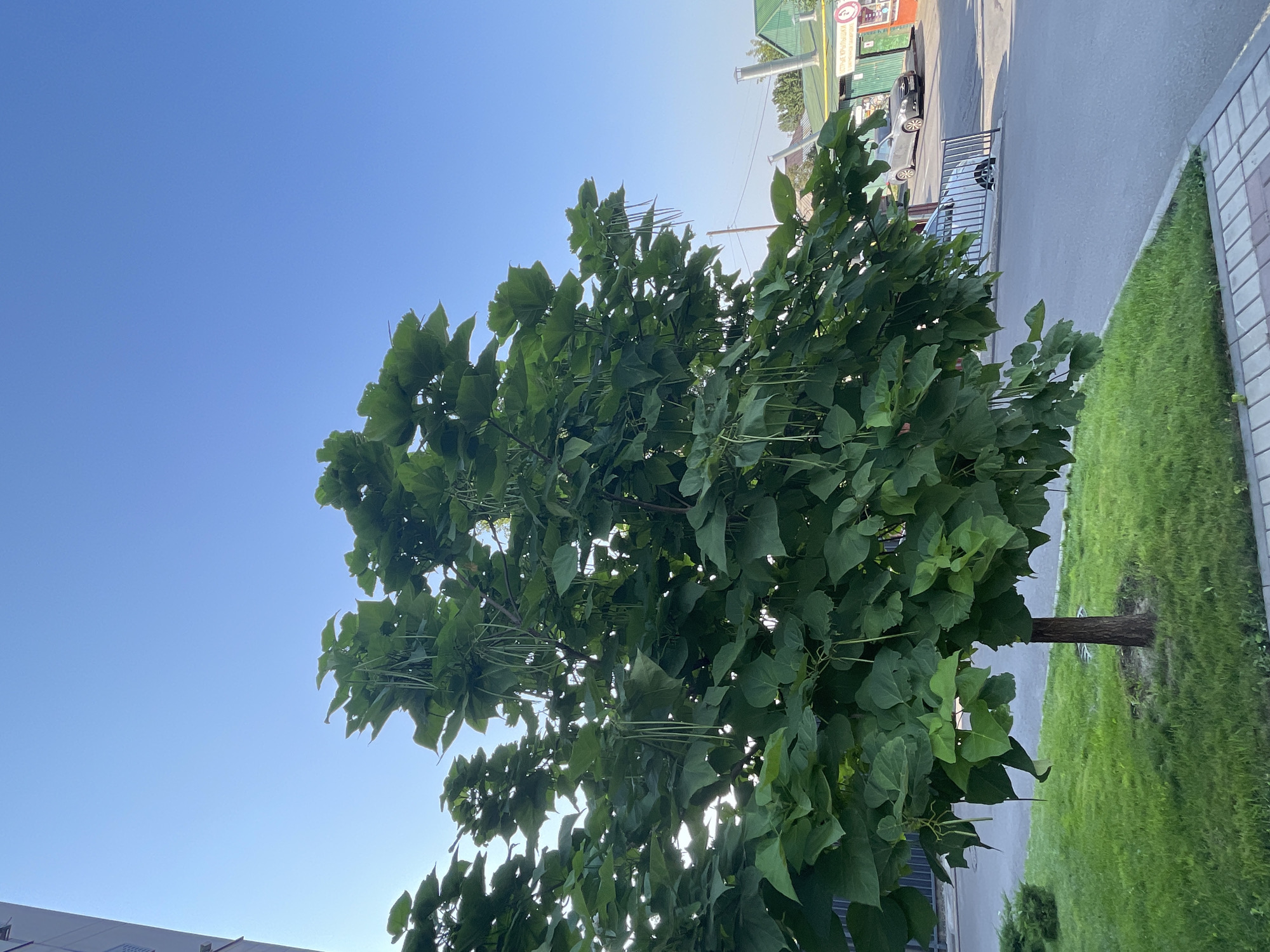 A medium shot captures a large, leafy tree with long, bean-like seed pods hanging from its branches. The tree is positioned on a patch of bright green grass bordered by a grey asphalt surface and a paved walkway. In the background, several cars are parked near buildings, one of which appears to be a commercial establishment with a green roof and signage. The sky above is a clear, pale blue. The scene appears to be a public area within the city of Almaty, Kazakhstan, likely a street or a small park adjacent to businesses.