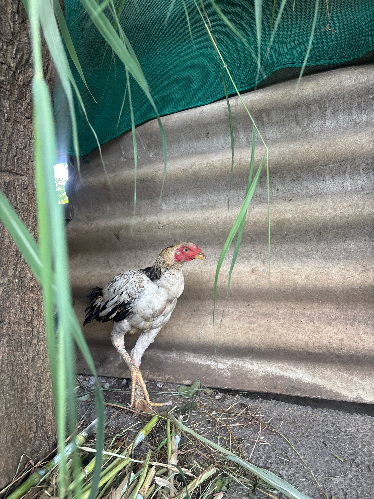 A rooster stands on the ground near a tree trunk and a corrugated metal wall in an outdoor area, possibly in Ghataprabha, India. The rooster is white with black and grey markings on its wings and tail, and has a red comb and wattle. Green stalks of grass are visible in the foreground, obscuring parts of the rooster and its surroundings. A green mesh tarp is partially visible above the corrugated wall. The ground appears to be a mixture of dirt and debris, with some dry grass and stalks. The lighting suggests it is daytime.