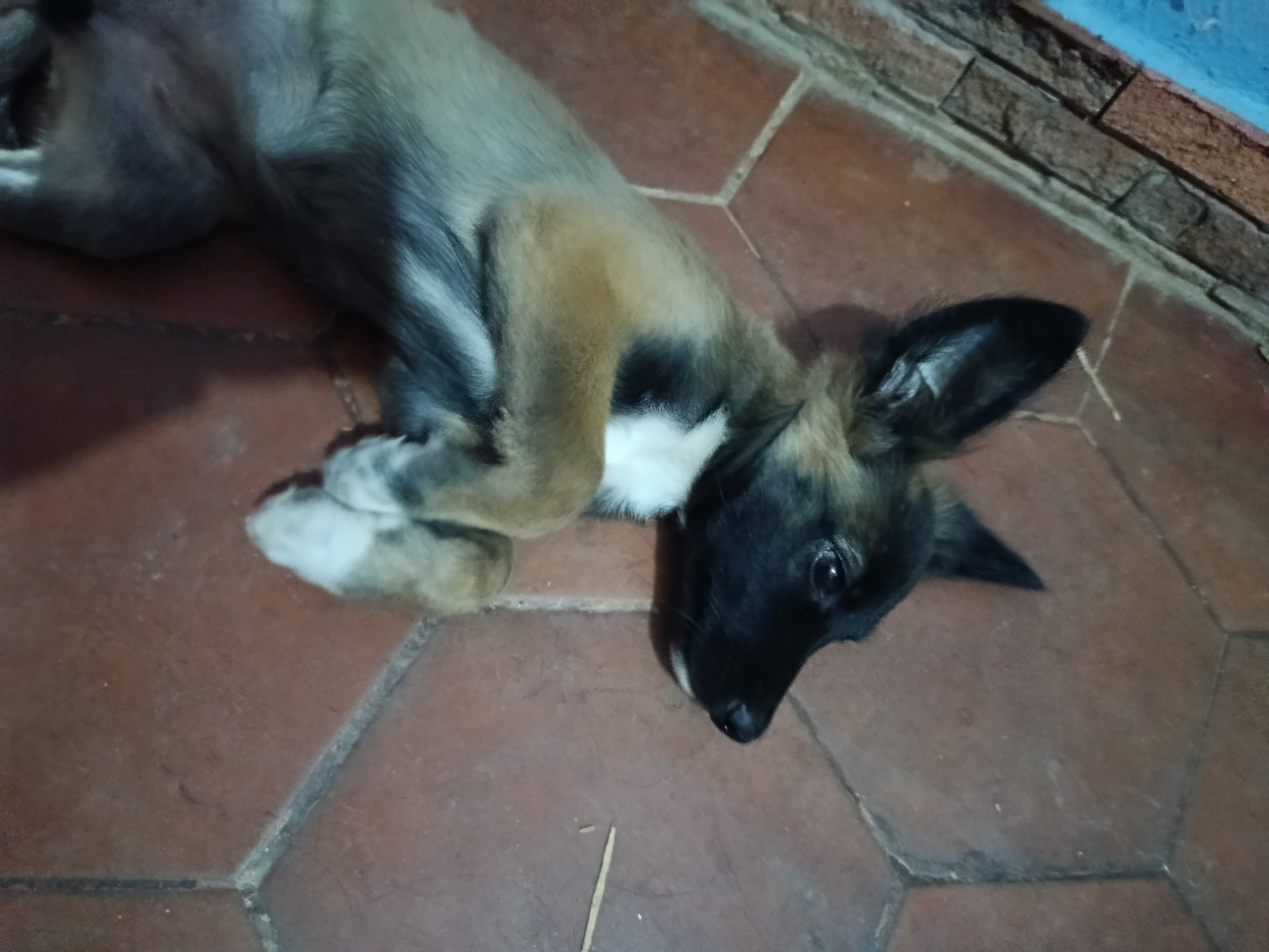 A medium shot depicts a dog lying on a tiled floor. The dog appears to be a puppy with predominantly black fur on its head and ears, transitioning to brown on its body, and with some white markings on its paws and chest. The floor is made of square, reddish-brown tiles. The location is Juan Griego, Venezuela.