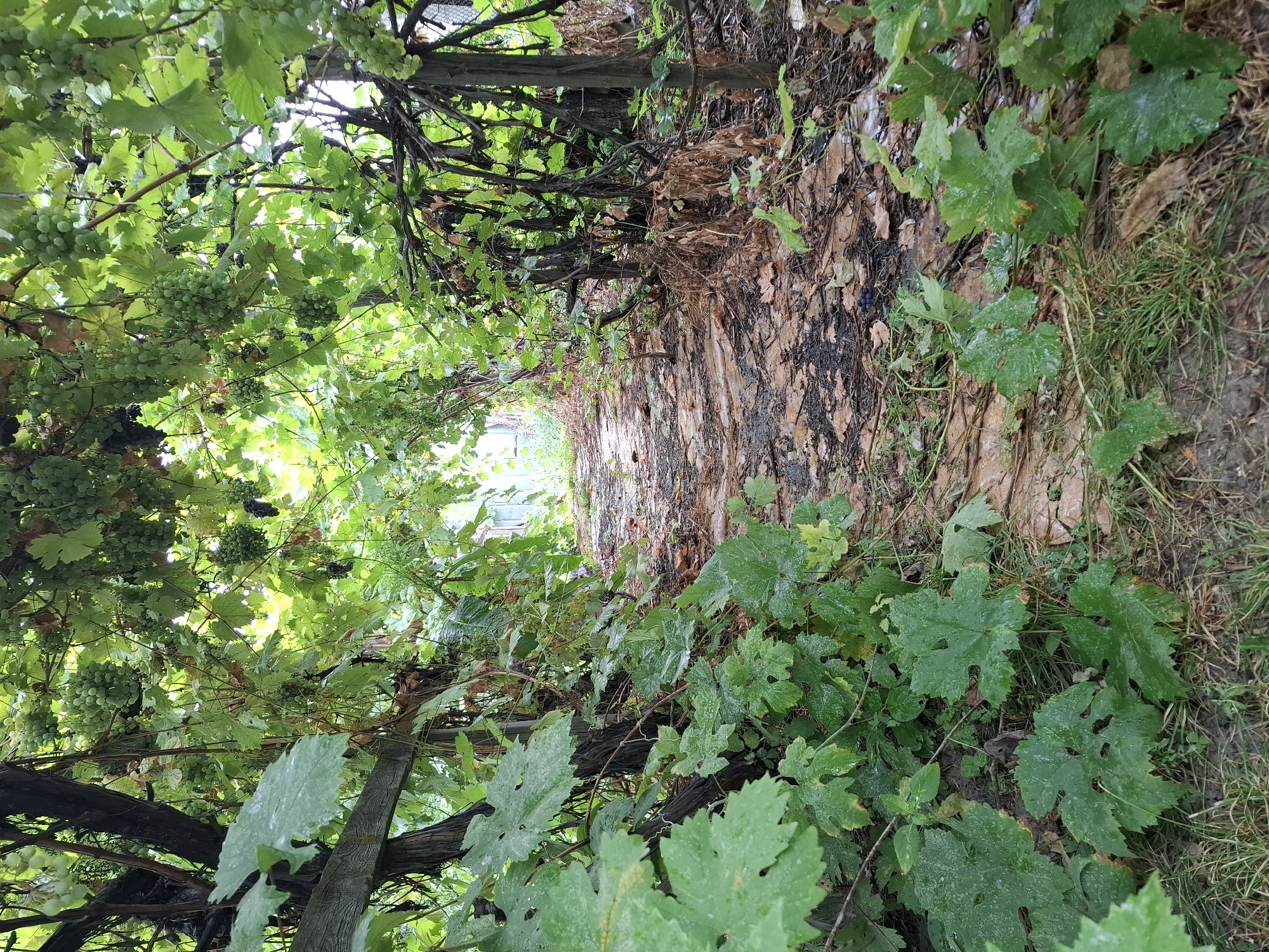 The image depicts a pathway covered with dirt and fallen leaves, leading through a dense canopy of grapevines. The grapevines, laden with unripe green grapes, form an archway over the path. The scene is lush with green foliage, suggesting a garden or an overgrown area. The pathway appears to be made of packed earth and possibly some cobblestone sections, with scattered debris. In the background, a faint glimpse of a fence and some structures can be seen, hinting at a backyard or a rural setting within Almaty, Kazakhstan. The lighting suggests an overcast day or a shaded area. There are no people or animals visible in the image. The overall impression is one of natural growth and an unkempt, yet picturesque, outdoor environment.