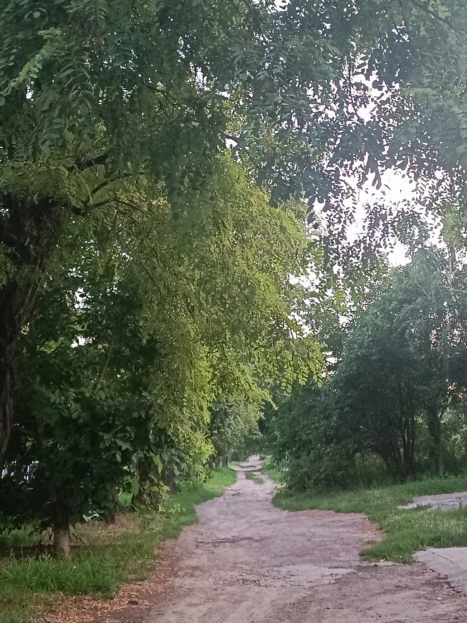 The image shows a dirt path winding through a tree-lined area. On the left, a large tree trunk is visible, with lush green foliage forming a canopy overhead and along the side of the path. The path itself is a light brown color, with scattered pebbles and some patches of uneven ground. On the right side of the path, there is more green grass and some bushes. The path recedes into the distance, with more trees and foliage visible further along. The sky is partially visible through the leaves, appearing bright. The scene suggests an outdoor recreational area or a park.
