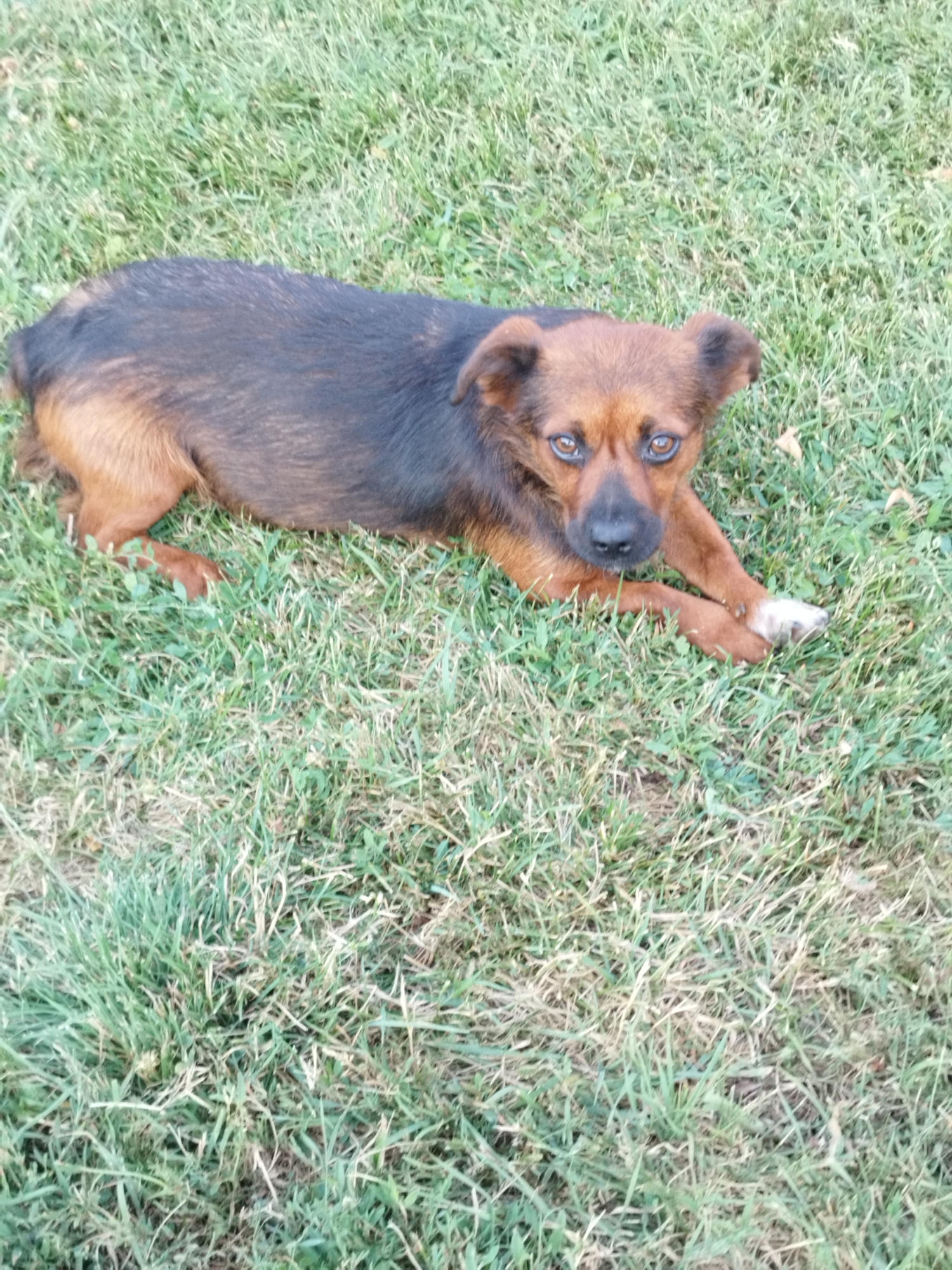 A small, brown and black dog is lying on a patch of green grass. The dog is facing the camera with its head slightly tilted. Its eyes are wide and appear to be a light brown color. The dog's ears are floppy and set low on its head. The grass is short and appears to be well-maintained. There are no other subjects or objects visible in the image. The scene is set outdoors on a sunny day. There is no information available to determine the specific location in Bucharest, Romania.