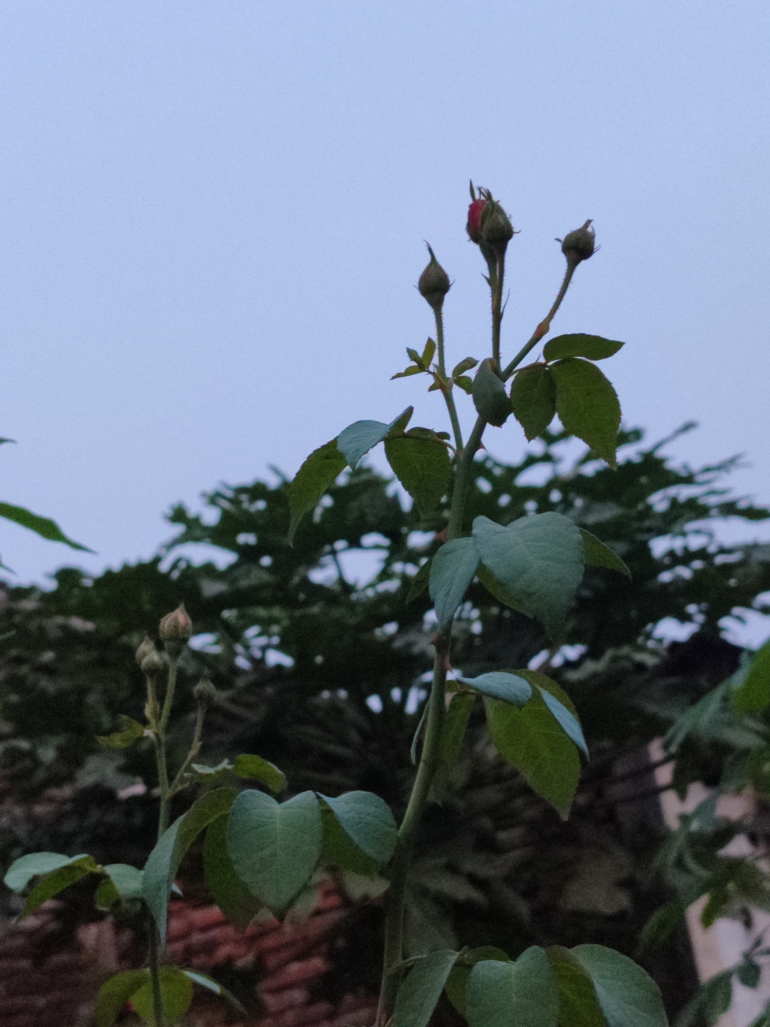 The image shows a rose bush with several buds and leaves against a blurred background of trees and a terracotta roof. The sky is a pale blue, suggesting either early morning or late evening. The focus is on the rose buds, with one bud near the top of the frame appearing to be starting to open, revealing a hint of red. The plant is outdoors. The location is specified as Gantungan, Indonesia.