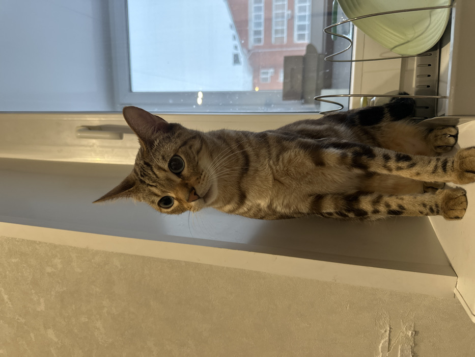 A Bengal-patterned domestic cat is observed seated on a white windowsill within an apartment located in Chaikovsky, Russia. The cat, exhibiting a tan and brown striped and spotted coat, faces slightly left with its head turned upwards and left, its light-colored eyes directed out of the frame. To the immediate left of the cat is a light beige wall with areas of minor surface damage, separated by a white vertical trim. Behind the cat, a window reveals an overcast outdoor environment featuring multi-story buildings with visible snow on rooftops, indicating a winter setting. On the windowsill to the cat's right, a metallic dish drying rack holds a light green plate and a small clear jar behind it.