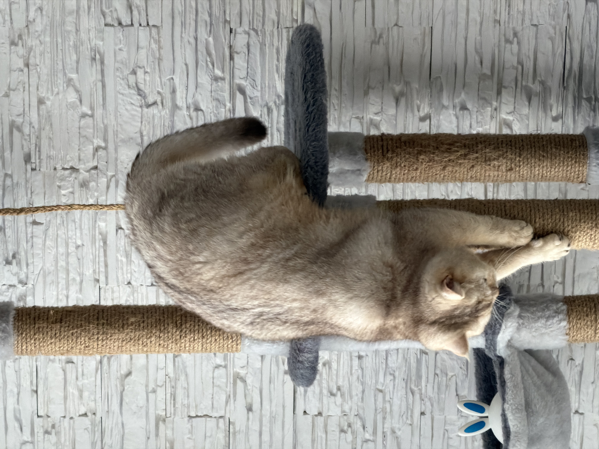 A fluffy, light brown cat with darker tabby markings is descending a multi-tiered cat tree. The cat is positioned head-down, with its body extending downwards over a grey, fuzzy platform. Its paws are reaching out, one gripping a thick, woven sisal rope post of the cat tree. Below the cat, on a lower level of the cat tree, is a grey, hammock-like bed with a small white and blue bunny toy inside. The cat tree is situated in front of a white, textured brick wall. The lighting suggests an indoor environment, likely a home.
