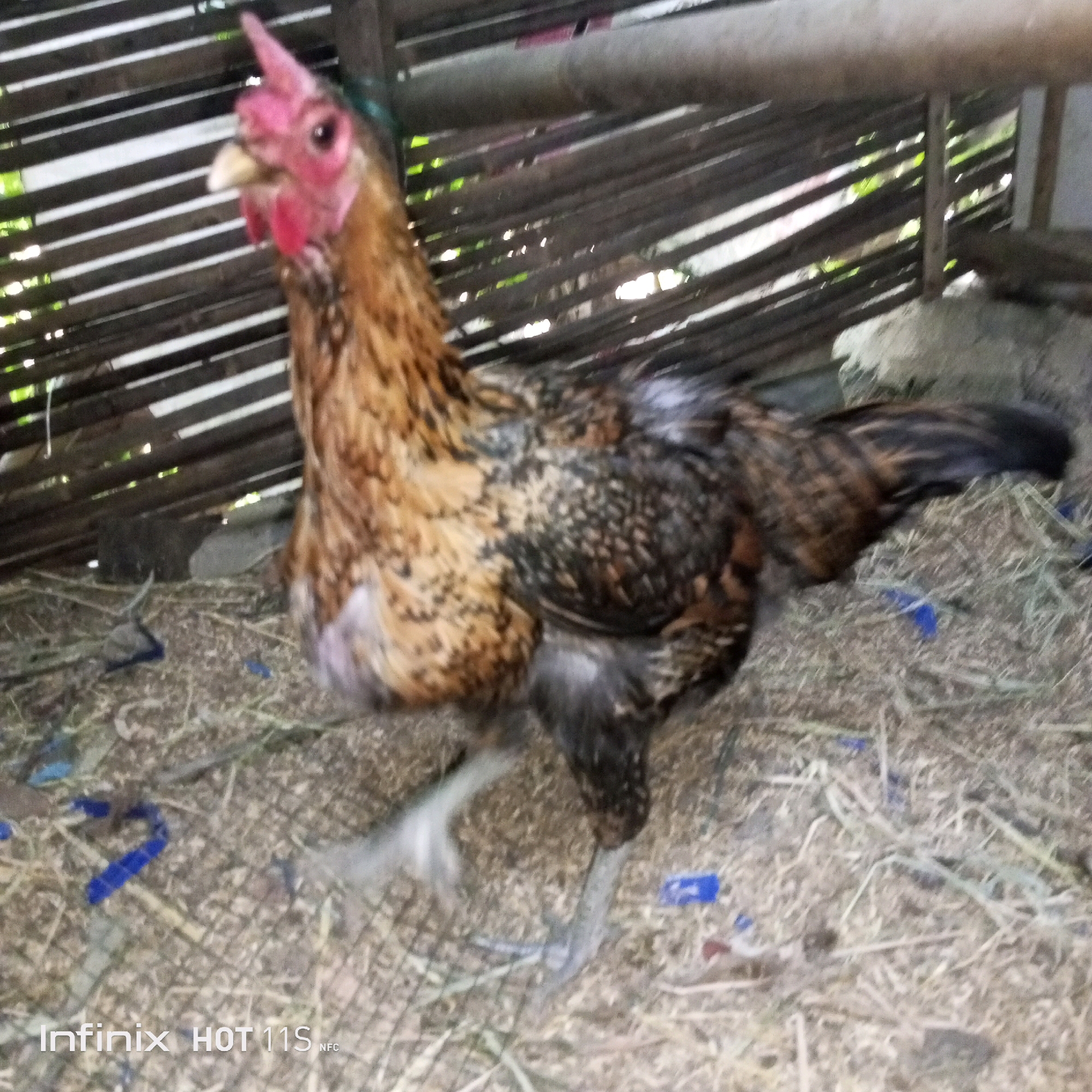 A rooster with predominantly brown and black feathers stands on a bed of hay and wood shavings. The rooster has a bright red comb and wattle, and its eyes are dark. It is positioned in the center of the frame, facing towards the left. Behind the rooster is a wooden fence made of horizontal slats. The lighting suggests an outdoor environment, possibly during the day. The image includes a watermark at the bottom left corner that reads "Infinix HOT 11S NFC". The location is identified as Sukaslamet, Indonesia.