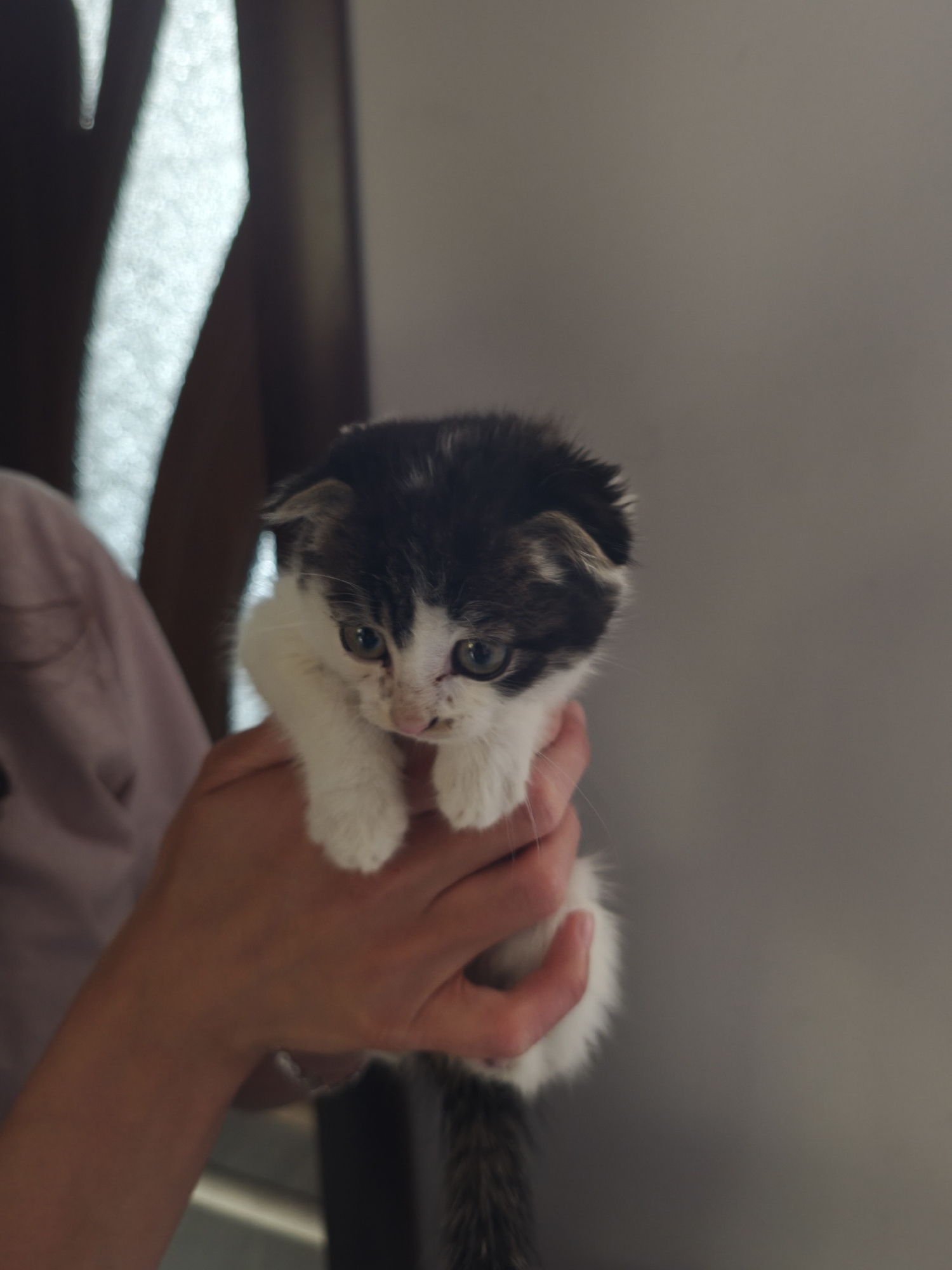 A close-up, vertical shot captures a small kitten being held gently by human hands. The kitten is the central subject, a calico or dilute tortie with patches of dark grey/black and white fur. Its face is predominantly white with a dark patch over its right eye and ear, and a smaller dark patch on its left ear. It has large, round eyes that appear to be a greenish-hazel color. A slight smudging or dirt is visible around its nose and mouth area, and its small pink nose is prominent. Its ears are small and slightly folded or flattened, characteristic of a Scottish Fold or similar breed trait. The kitten's front paws are held together, resting on the person's hand.
The hands holding the kitten are an adult's, with light skin tone, supporting the kitten from its chest and front legs. Part of a light-colored, long-sleeved garment, possibly pink or lavender, is visible on the person's upper left arm and shoulder. The kitten's striped tail, with dark and light bands, hangs downwards and is partially visible at the bottom of the frame.
The background is softly out of focus. On the left, there's a brightly lit, blurred area, possibly a window or a textured transparent screen, letting in diffused light. To the right, the background is a plain, light grey wall. The lighting suggests an indoor setting during the daytime. The kitten appears to be looking slightly downwards and to the left, with a curious or mild expression. There is no visible text in the image.