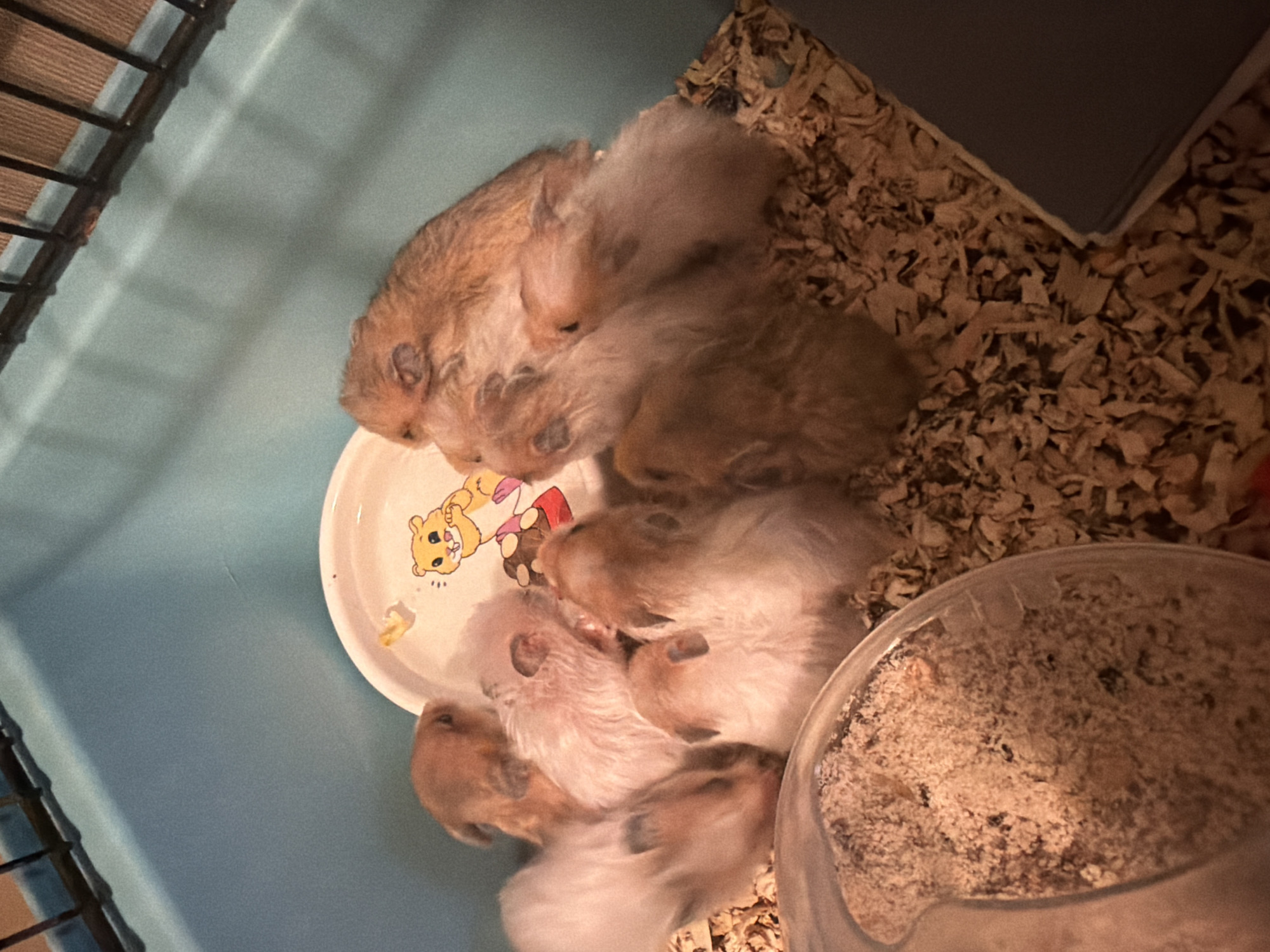 The image shows a group of eight young hamsters huddled together on a bed of wood shavings in a blue plastic cage. Several of the hamsters are light brown and white, while others are darker brown. They are clustered around a small white dish decorated with a cartoon hamster. One hamster is partially visible in a clear plastic food dish in the lower left of the frame. The cage has a metal grate at the top, and the background is a solid blue wall. The scene appears to be indoors, likely in a home environment in Shcherbinka, Russia.