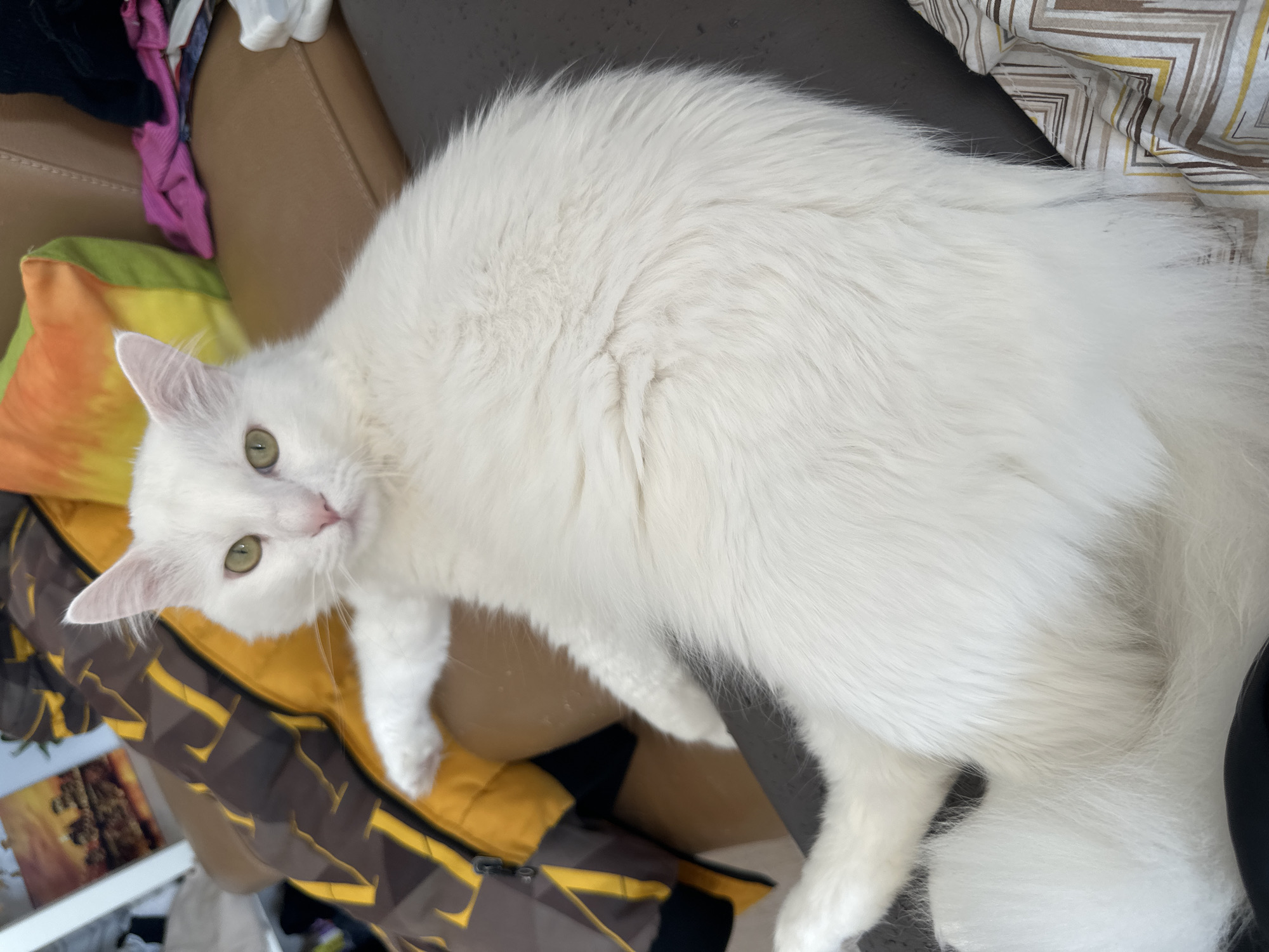 A white cat with green eyes is lying on a brown and tan patterned surface, partially on a yellow and orange pillow. The cat is positioned towards the upper right, its head near the lower left corner of the frame, looking up and towards the camera. The cat's fur is long and fluffy. In the background, there is a tan surface and some miscellaneous items including a pink cloth.
I cannot identify the location of the scene as Sofia, Bulgaria, from the image provided.