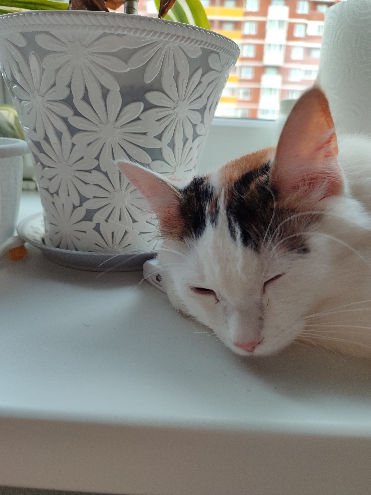 A calico cat, predominantly white with patches of black and orange/brown fur on its head and ears, is captured in a close-up indoor photograph, sleeping peacefully on a white window sill. Its eyes are closed, and its head is resting gently, showcasing its pink nose and long white whiskers.
To the left of the sleeping cat, a light gray plant pot with an intricate raised white floral (daisy-like) pattern and a textured rim is visible. It sits on a matching gray saucer. A plant with green and some brown leaves extends from the pot.
In the background, through the window, a multi-story, red-brick residential building with numerous windows is evident, suggesting an urban setting. The soft lighting indicates it is daytime. A white, possibly rolled-up paper towel or curtain, is partially seen on the right side. Near the cat's head, on the window sill, a small orange object and a white electronic device, possibly a power adapter, are visible. The scene conveys a sense of tranquility and domestic comfort. There is no visible text in the image.