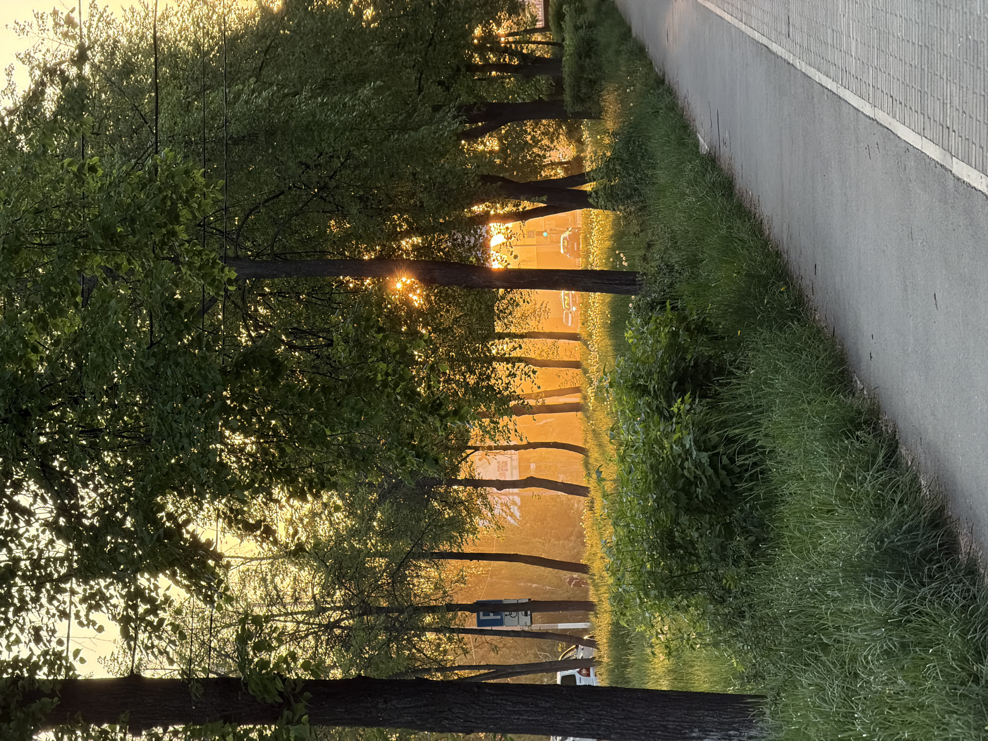 The image captures a row of trees lining a street in Chaikovsky, Russia. The sun is low on the horizon, shining through the trees and creating a warm, golden light. A paved path runs along the right side of the image, next to a strip of grass and foliage. Beyond the trees, a building and vehicles are visible in the distance, partially obscured by the light and foliage. The overall scene evokes a sense of tranquility and warmth.