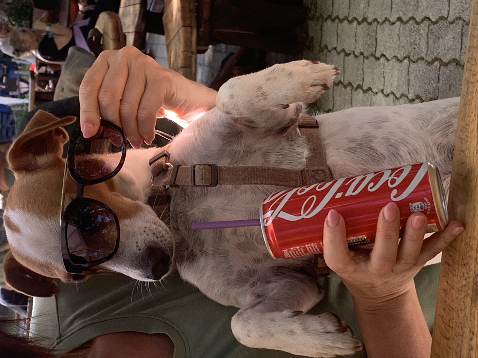 A medium shot captures a Jack Russell terrier, positioned centrally and held by an unseen person, outdoors in what appears to be a seated area with patrons in the background. The dog wears sunglasses and is being presented with a red Coca-Cola can that has a purple straw inserted. The dog's paws are extended forward. The background shows blurred figures seated at tables, suggesting a cafe or restaurant setting. The ground visible in the foreground is a wooden surface, possibly a table, and the background shows a tiled or paved area. The lighting indicates it is daytime. The image does not provide specific details that can place its location in Abbadia San Salvatore, Italy.