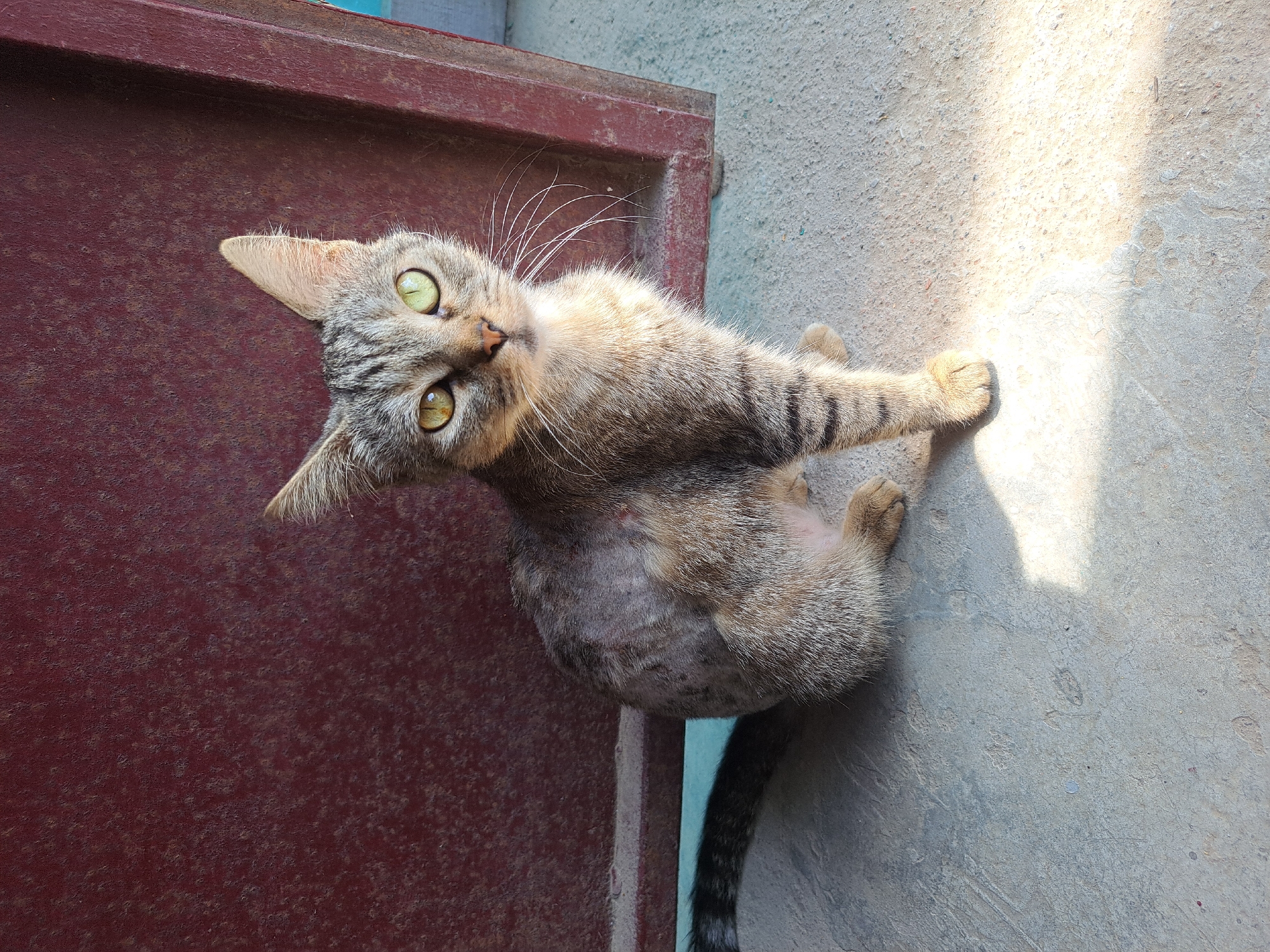 A tabby cat with green eyes and patches of missing fur sits on a concrete surface in front of a dark red, weathered metal door. The cat is positioned in the center of the frame, facing the viewer. Sunlight casts a distinct shadow from the cat onto the ground to its right. The background consists of the door and a sliver of light blue on the right edge of the frame. The environment suggests an outdoor setting. The image was taken in Vypasne, Ukraine.