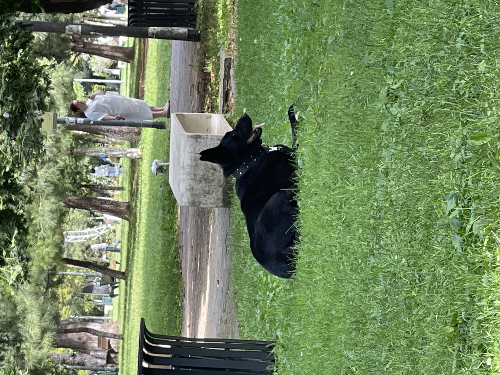 The image shows a black dog lying in the grass in a park. The dog is wearing a studded collar and has its tongue hanging out. Behind the dog, a person in a white shirt and dark pants is lying on the ground. In the background, there are trees, a path, and park benches. The scene appears to be a sunny day, likely in the afternoon, given the lighting and shadows. The location is indicated to be Batumi, Georgia, suggesting a park or recreational area in that city. The overall mood appears relaxed and casual, with the dog seemingly enjoying the outdoor setting. No visible text is present in the image.