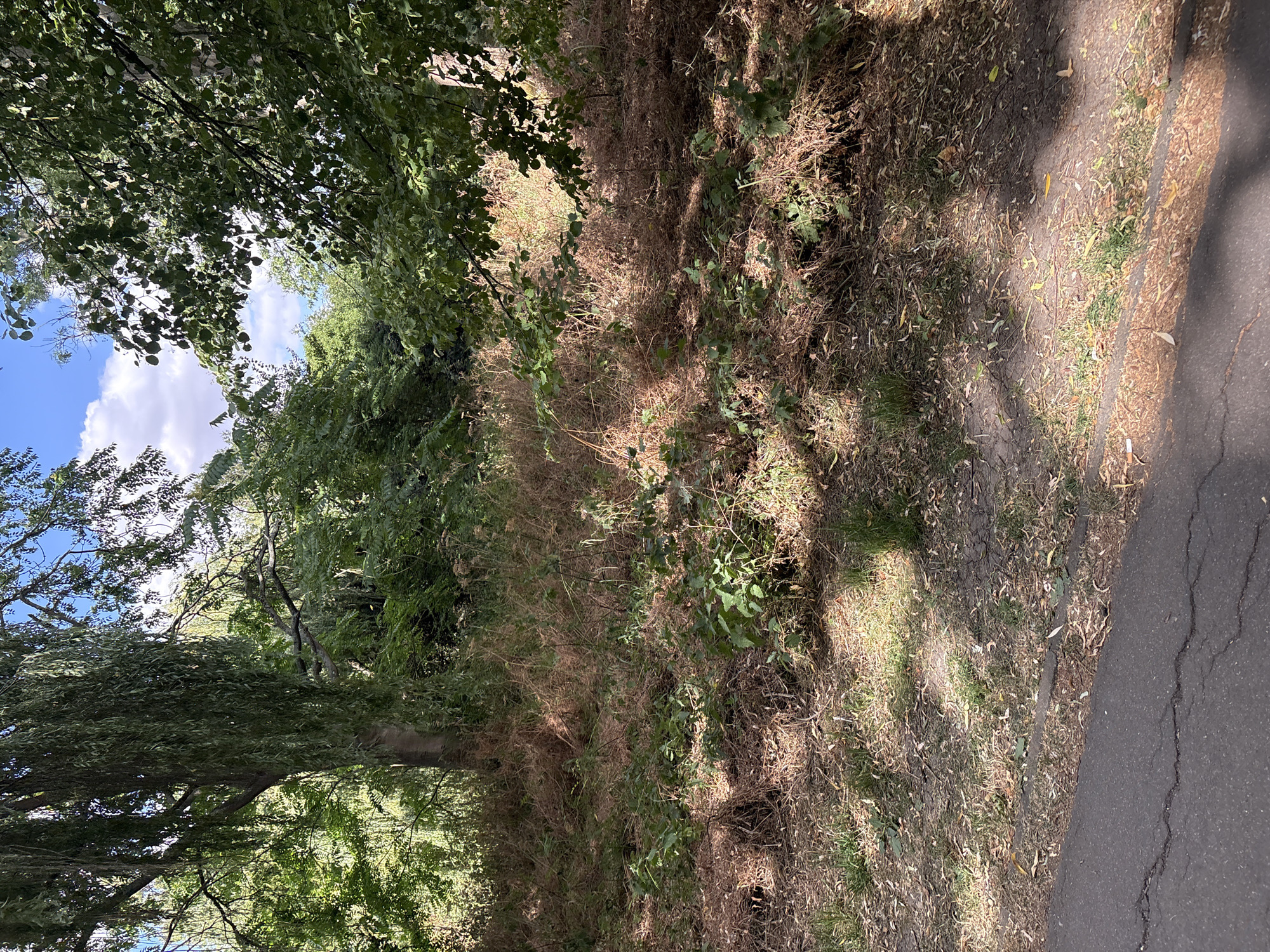 The image depicts a natural scene in a park-like setting, likely within the city of Chelmsford, United Kingdom. In the foreground, a dark asphalt path with visible cracks runs along the bottom edge of the frame. Adjacent to the path is a strip of dry earth and sparse grass interspersed with fallen leaves and twigs. The midground is characterized by a dense area of dry, brown vegetation, possibly bracken or dried grasses, with scattered patches of greener, low-lying plants emerging. The background is dominated by a large, mature tree with long, drooping branches, characteristic of a weeping willow, situated on the left. To the right and behind the willow, a thick canopy of green leaves from other trees forms a lush backdrop. Sunlight filters through the foliage, casting dappled shadows across the ground. The sky above is blue with scattered white clouds, suggesting a clear day. There are no people or animals visible in the scene.