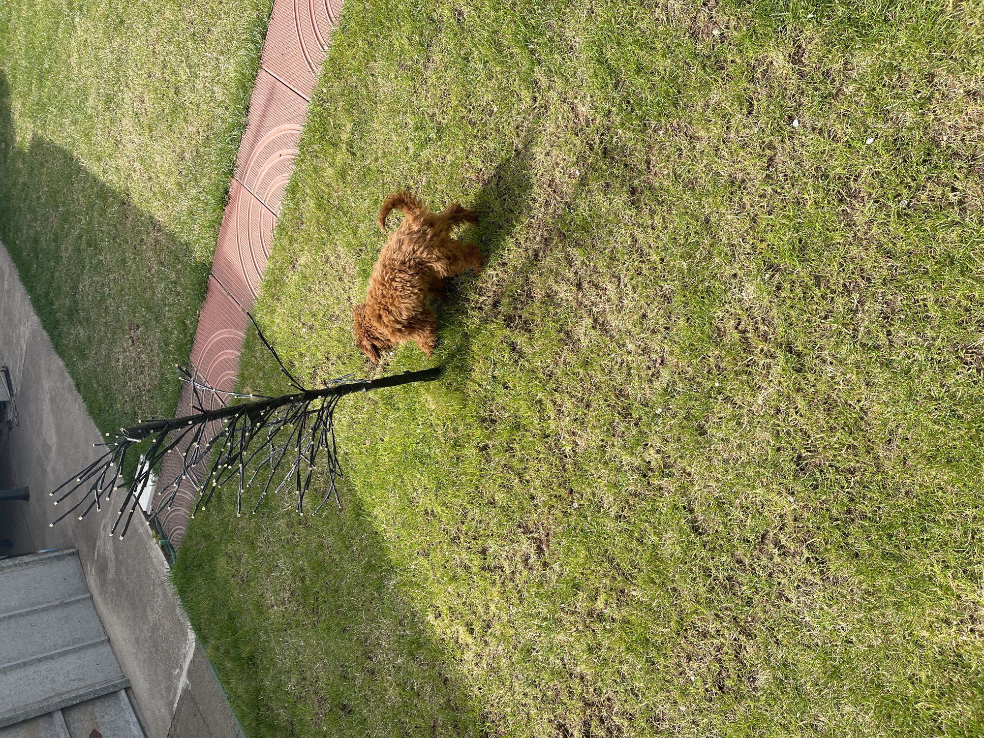 The image shows a brown, curly-haired dog on a lawn. The lawn is bordered by concrete on one side and a tiled walkway on another. A decorative black tree with small lights stands on the lawn near the dog. The location appears to be outdoors, possibly a yard. The city and country are given as Sofia, Bulgaria.